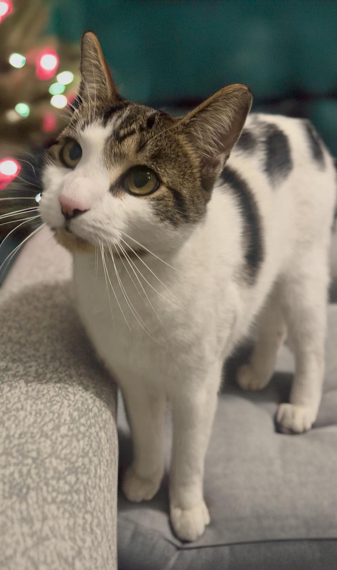 Enlarge Hans, an adoptable mixed breed in Cedars, PA image 3/4