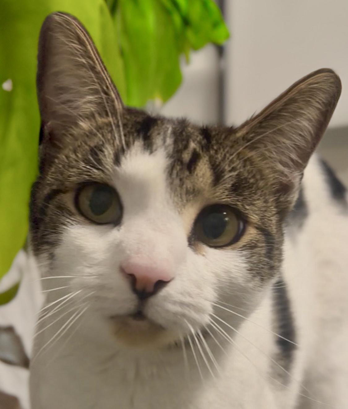 Hans, adoptable, Young Male Domestic Short Hair & Tabby.