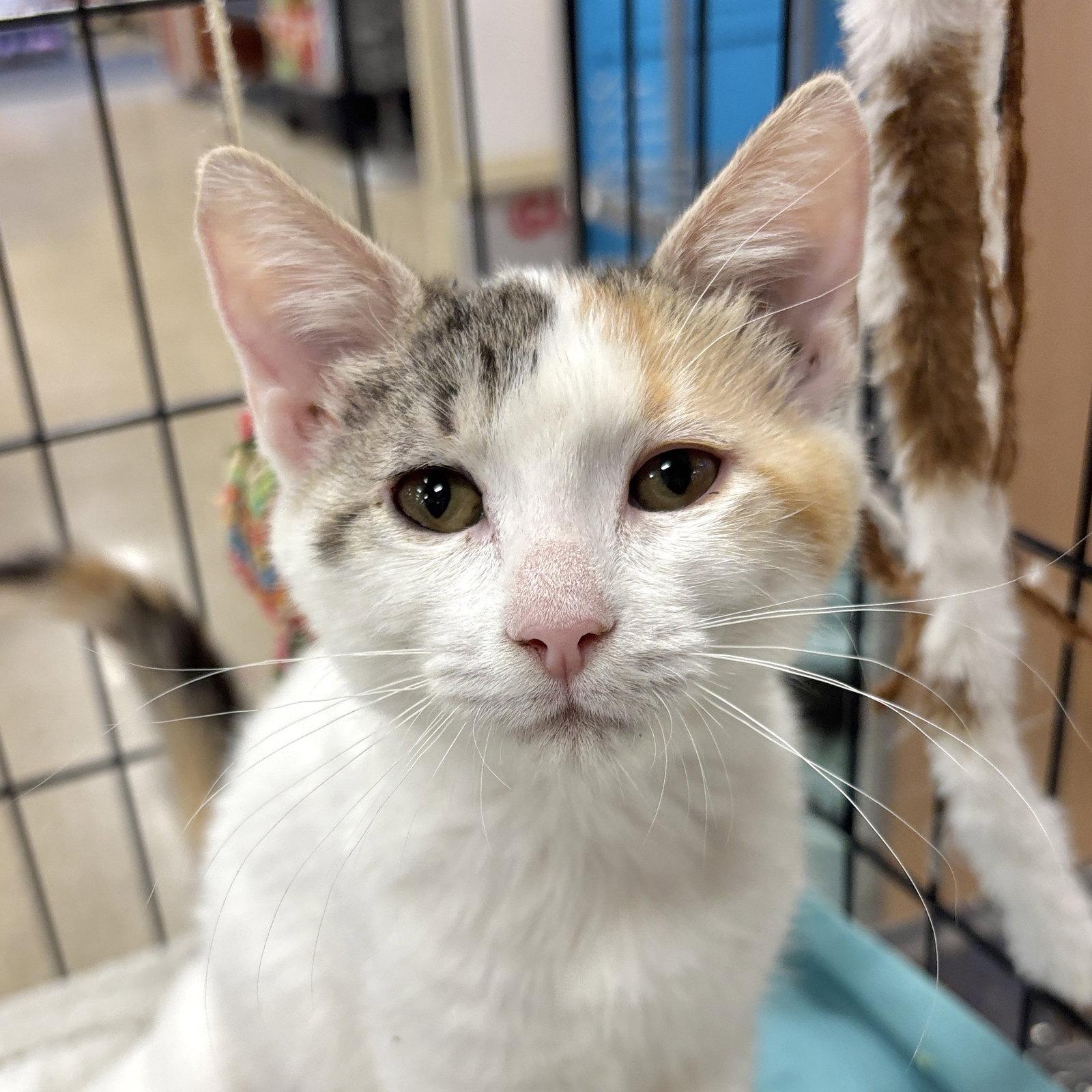 Josie, Adoptable, Kitten Female Domestic Short Hair.