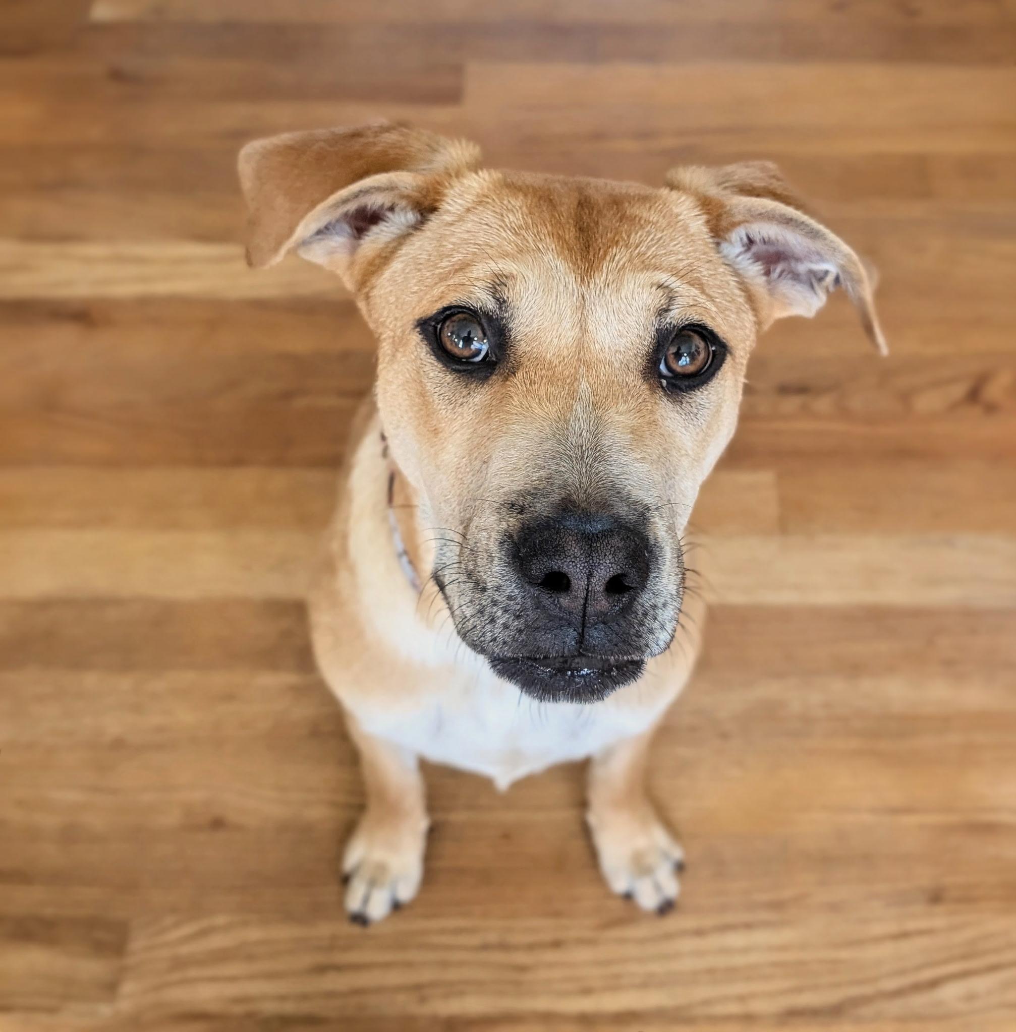 Enlarge Phoebe , a Adoptable mixed breed in Elkhorn, WI image 3/5