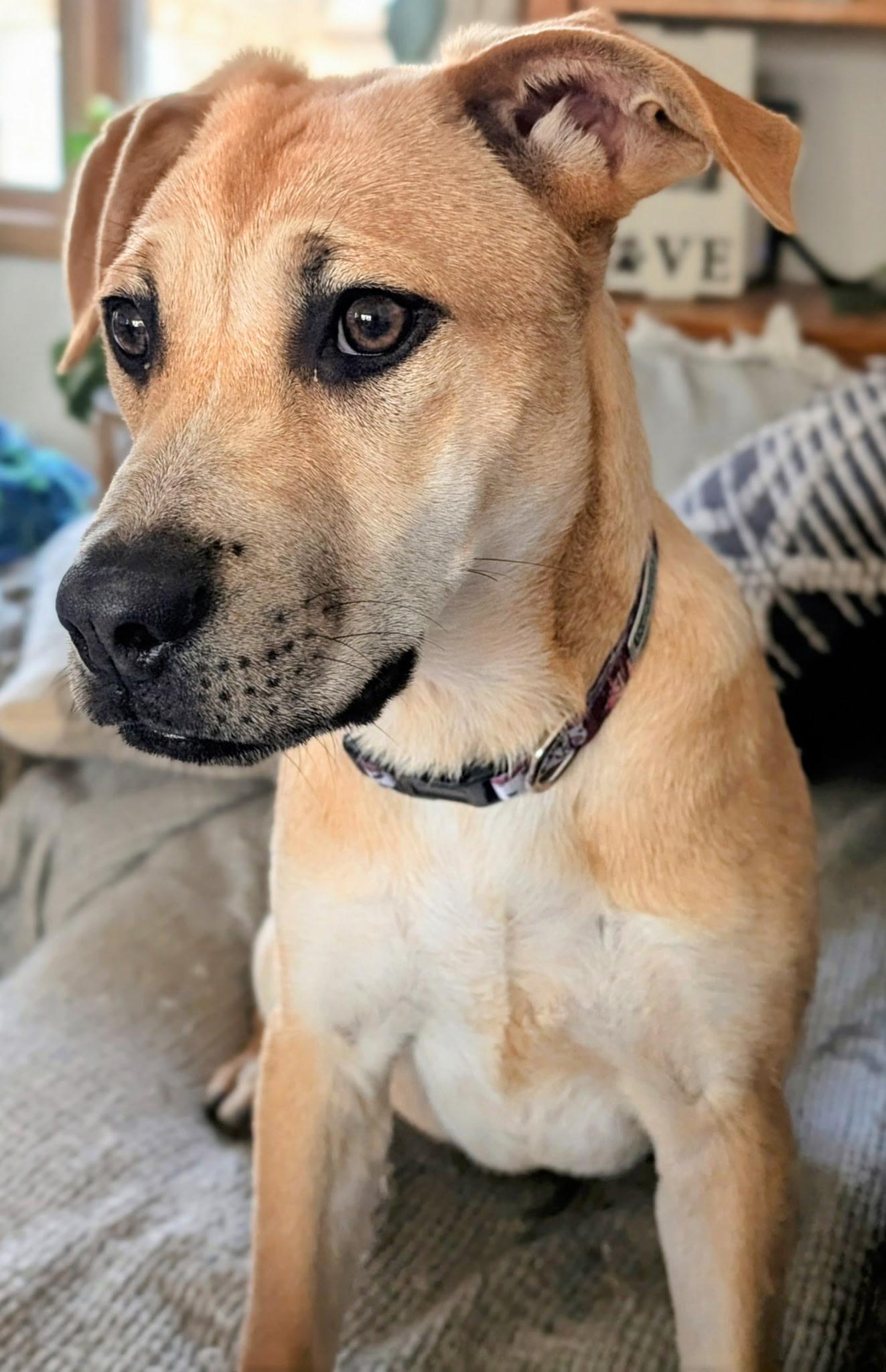 Enlarge Phoebe , a Adoptable mixed breed in Elkhorn, WI image 4/5