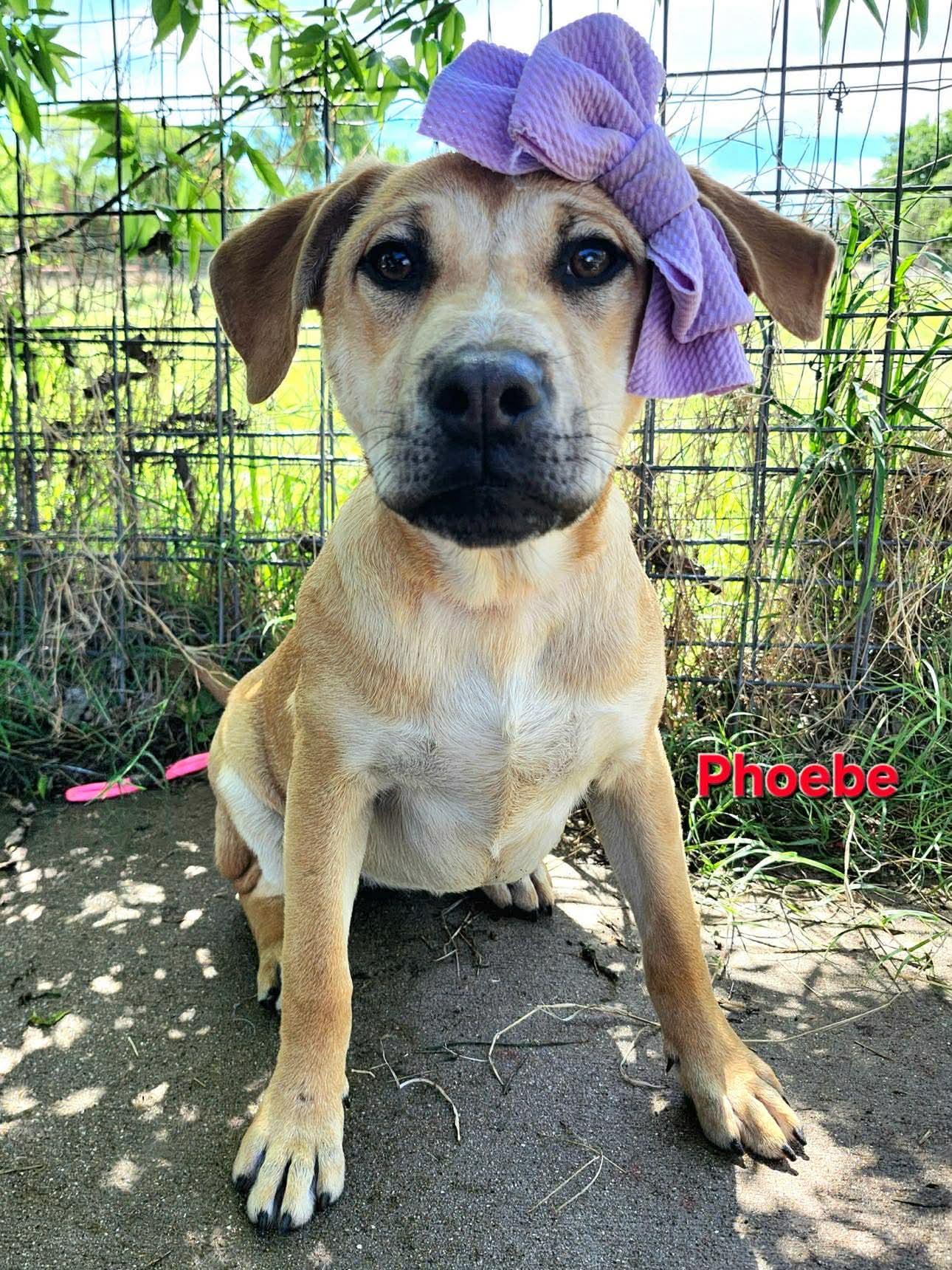 Enlarge Phoebe , a Adoptable mixed breed in Elkhorn, WI image 5/5
