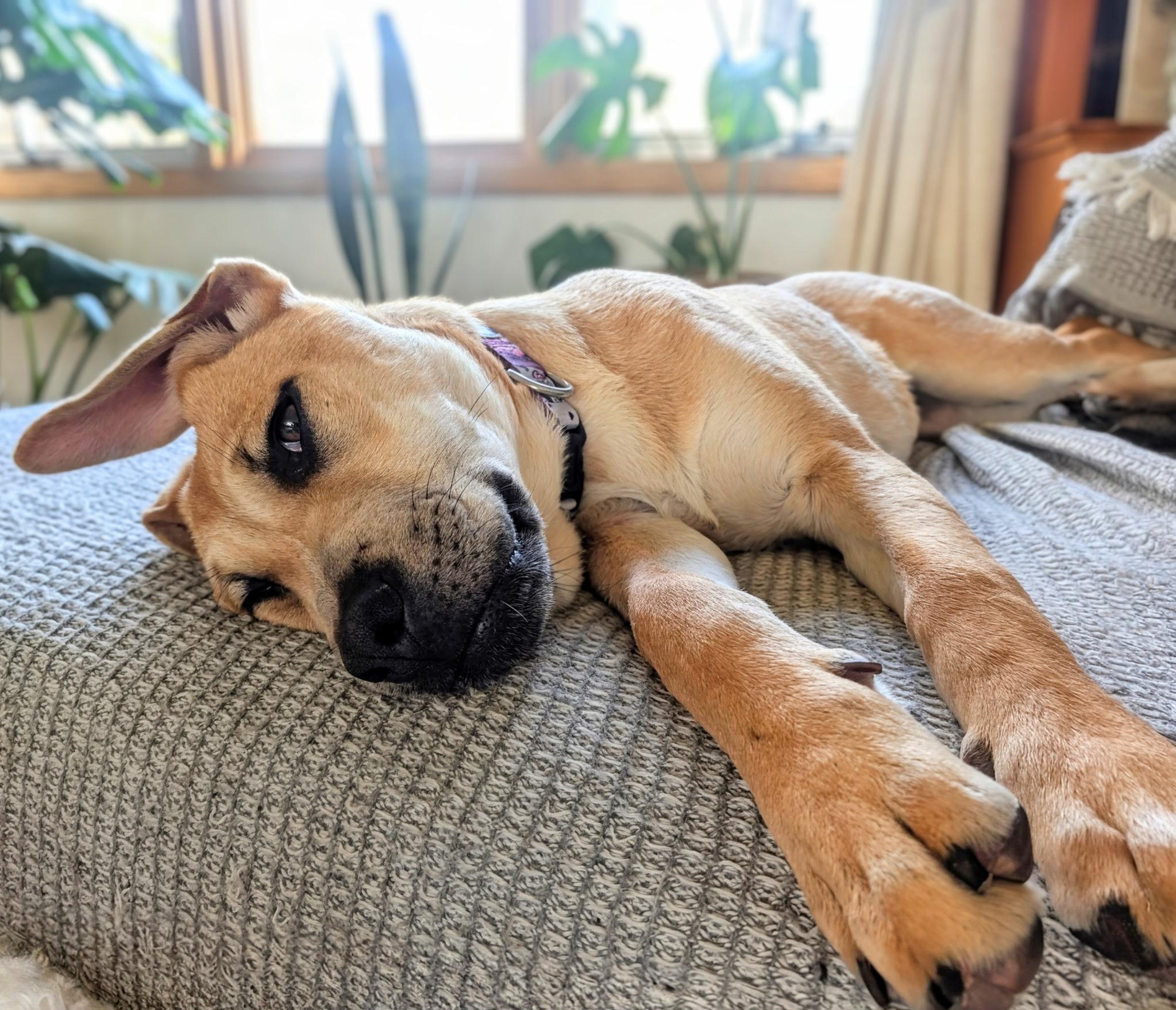 Enlarge Phoebe , a Adoptable mixed breed in Elkhorn, WI image 2/5