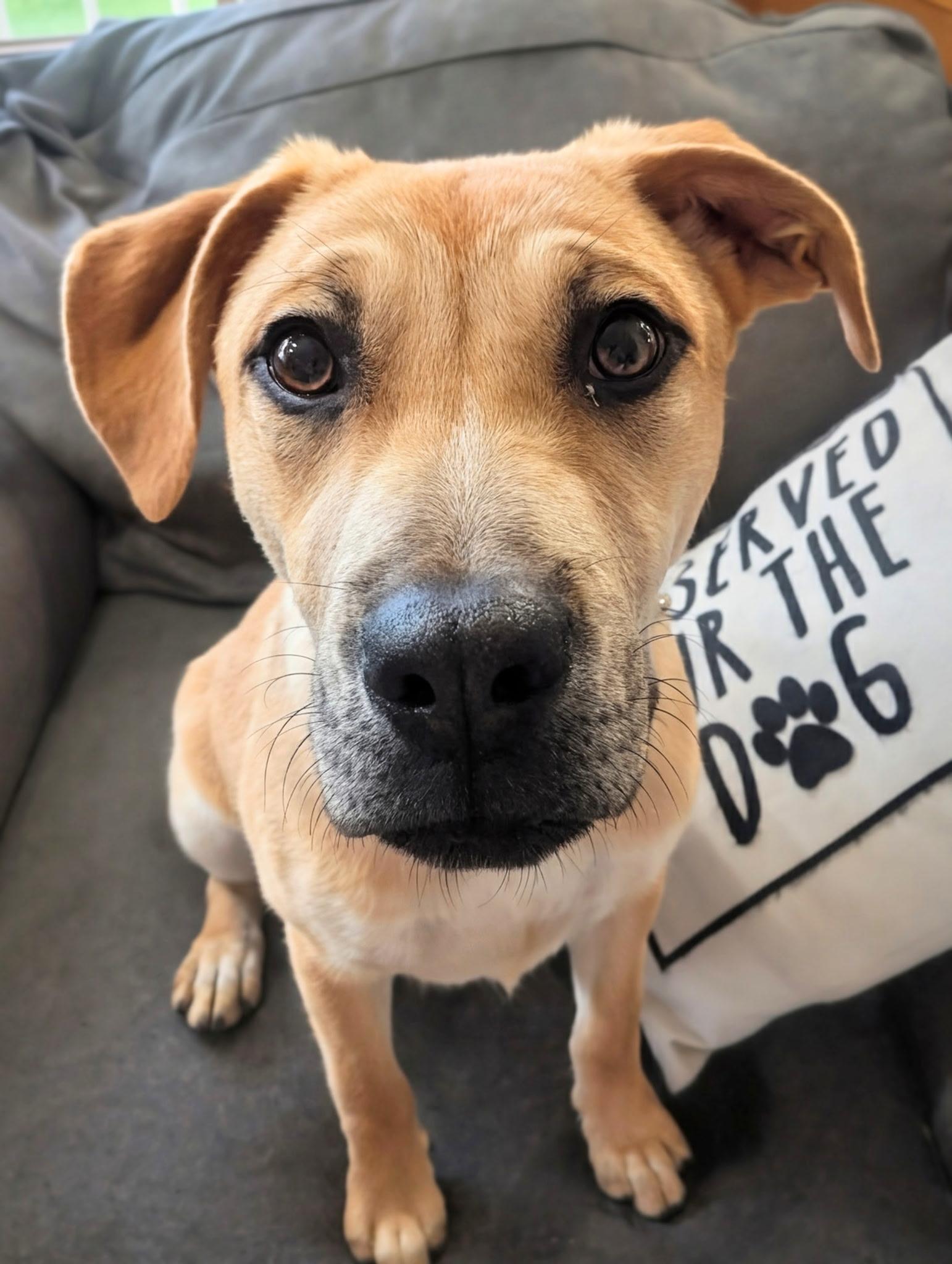 Phoebe , Adoptable, Puppy Female Black Mouth Cur & Labrador Retriever.