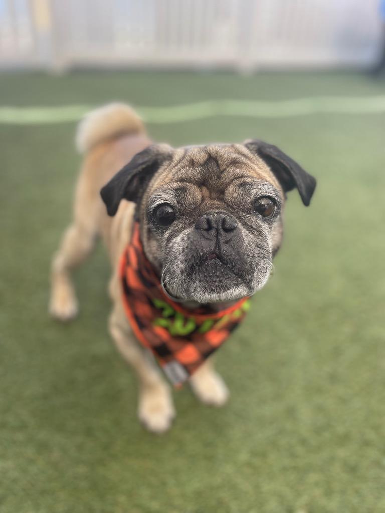 Enlarge Joshie, a Adoptable Pug in Gardena, CA image 1/6