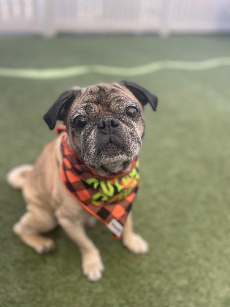 Joshie, Adoptable, Senior Male Pug.