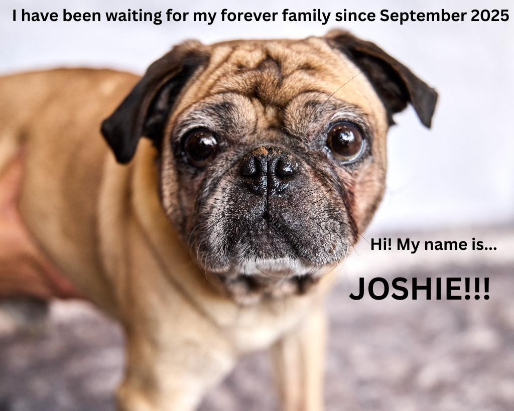 Enlarge Joshie, a Adoptable Pug in Gardena, CA image 2/6