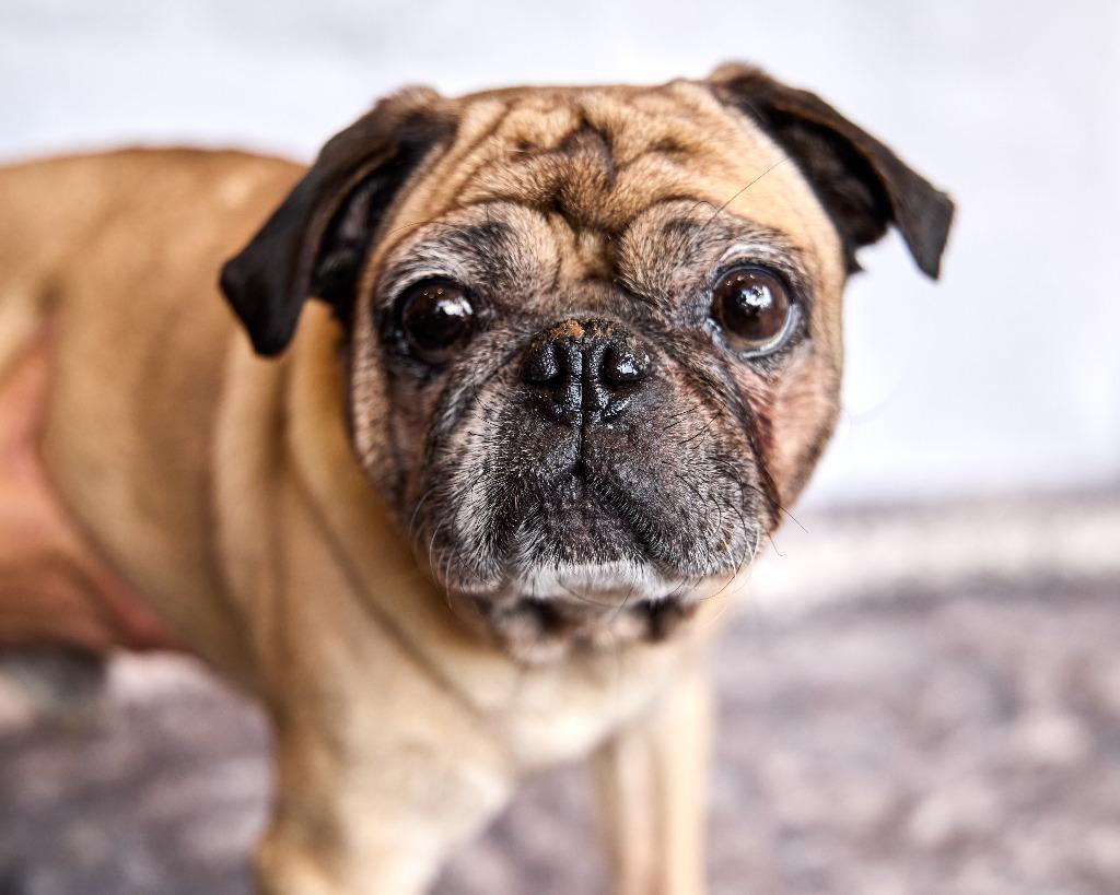 Enlarge Joshie, a Adoptable Pug in Gardena, CA image 2/6