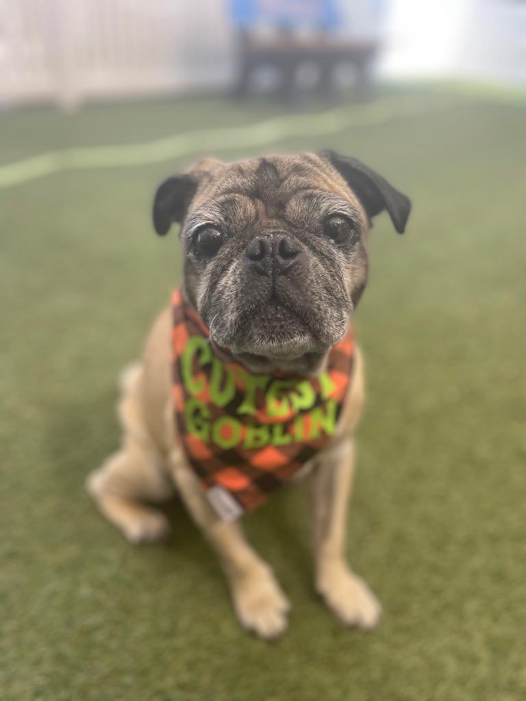 Enlarge Joshie, a Adoptable Pug in Gardena, CA image 4/6