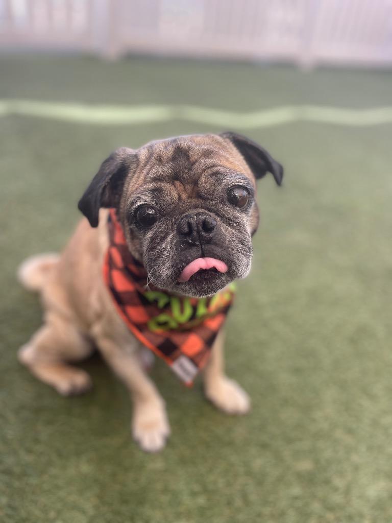 Enlarge Joshie, a Adoptable Pug in Gardena, CA image 5/6