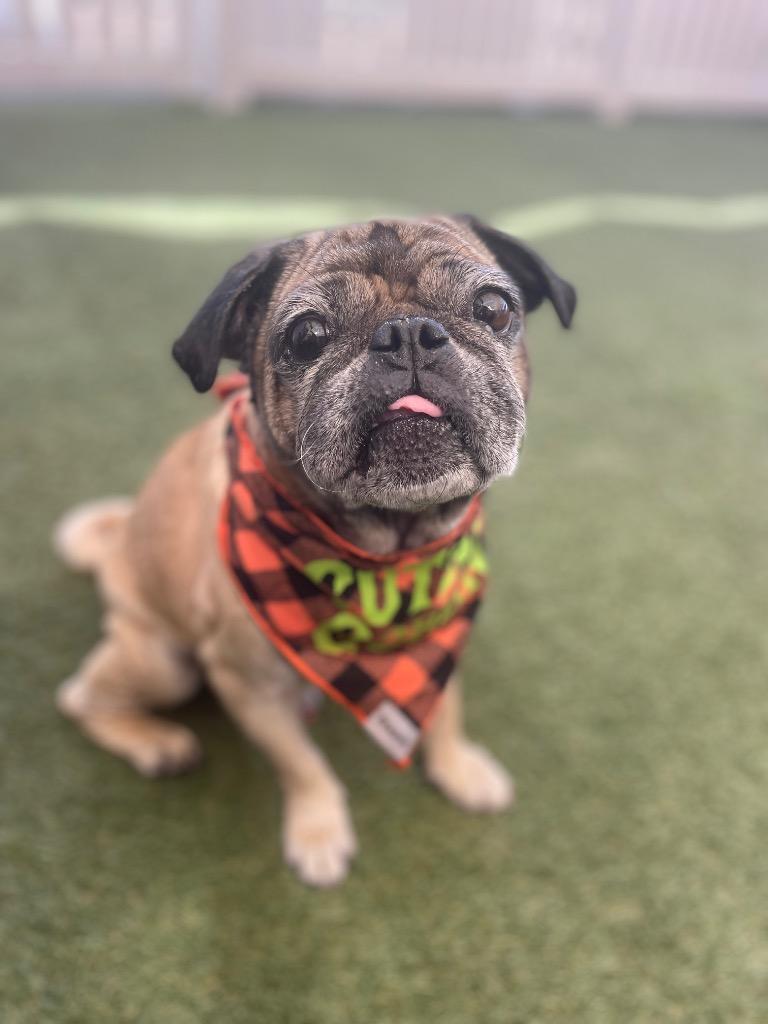 Enlarge Joshie, a Adoptable Pug in Gardena, CA image 5/6