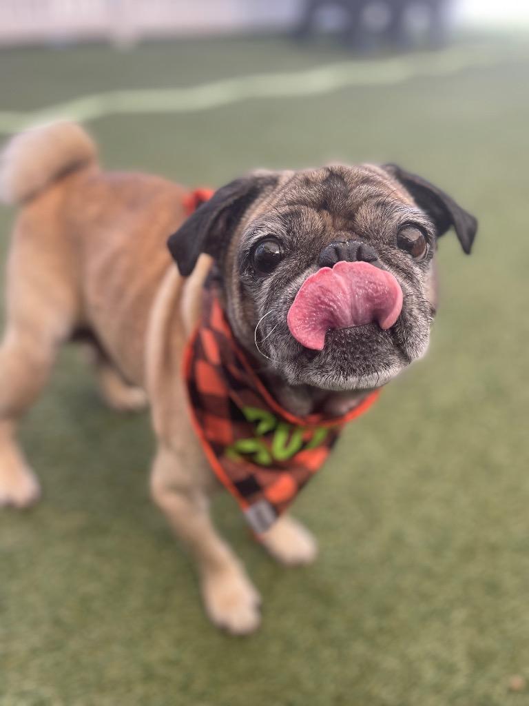 Enlarge Joshie, a Adoptable Pug in Gardena, CA image 6/6