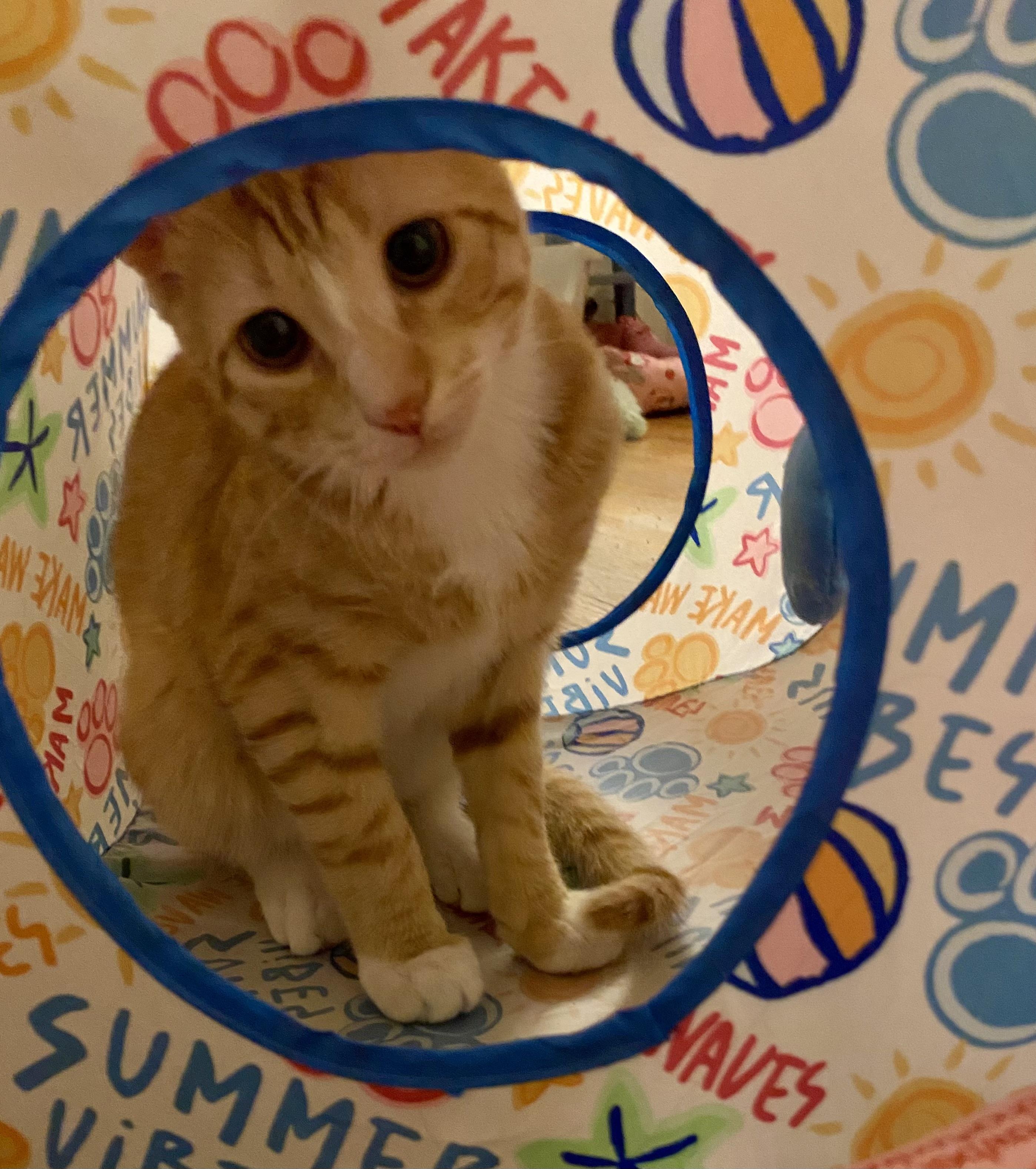 Enlarge Spruce, a ADOPTABLE Domestic Short Hair in Allentown, NJ image 3/5