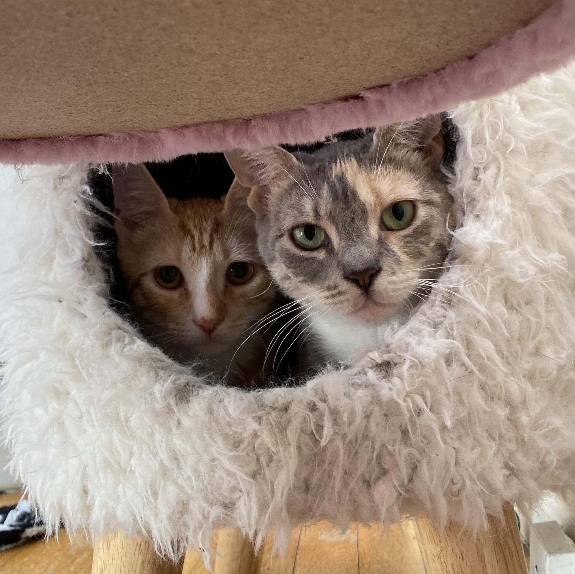 Enlarge Spruce, a ADOPTABLE Domestic Short Hair in Allentown, NJ image 4/5