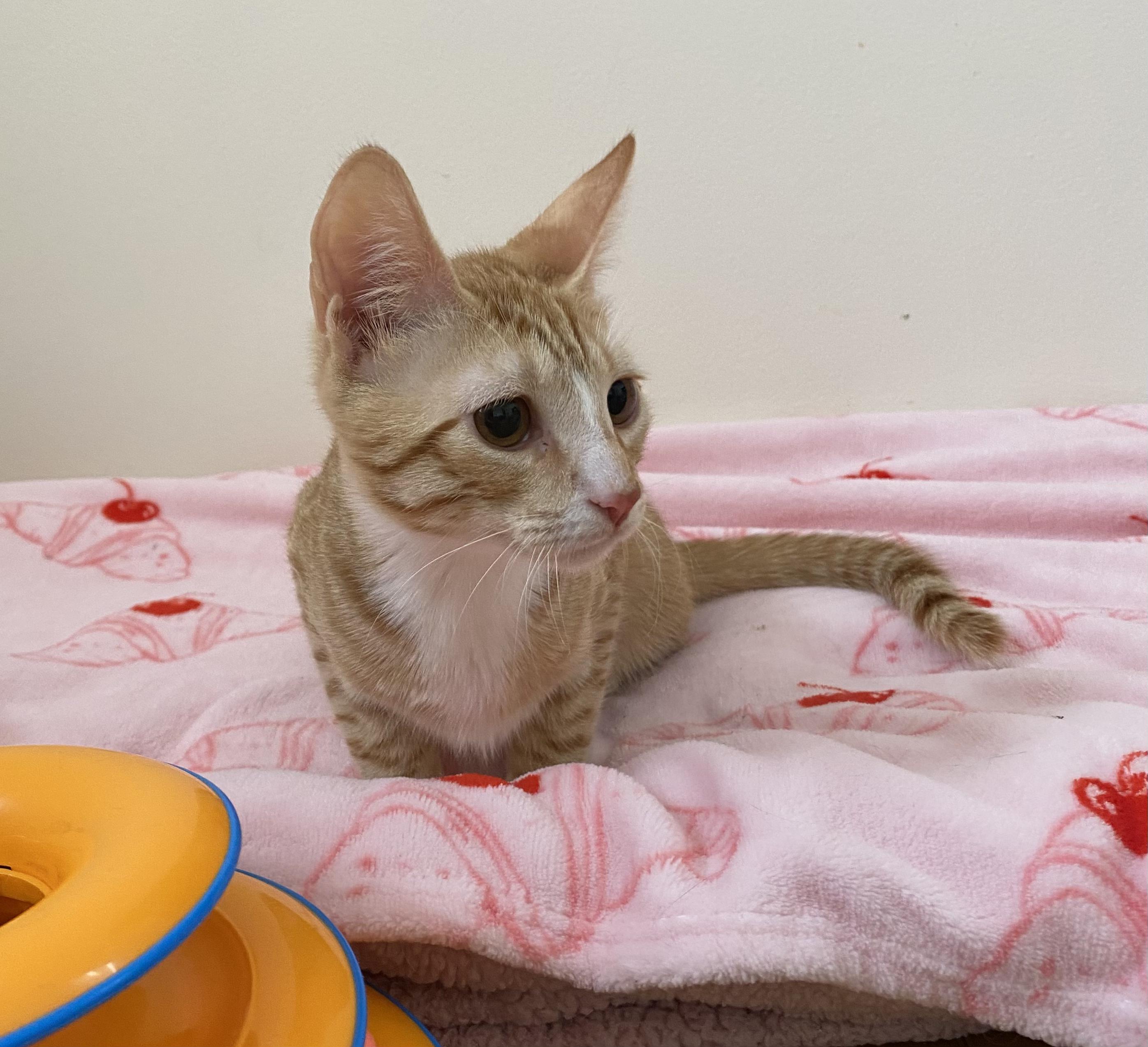 Enlarge Spruce, a ADOPTABLE Domestic Short Hair in Allentown, NJ image 2/5