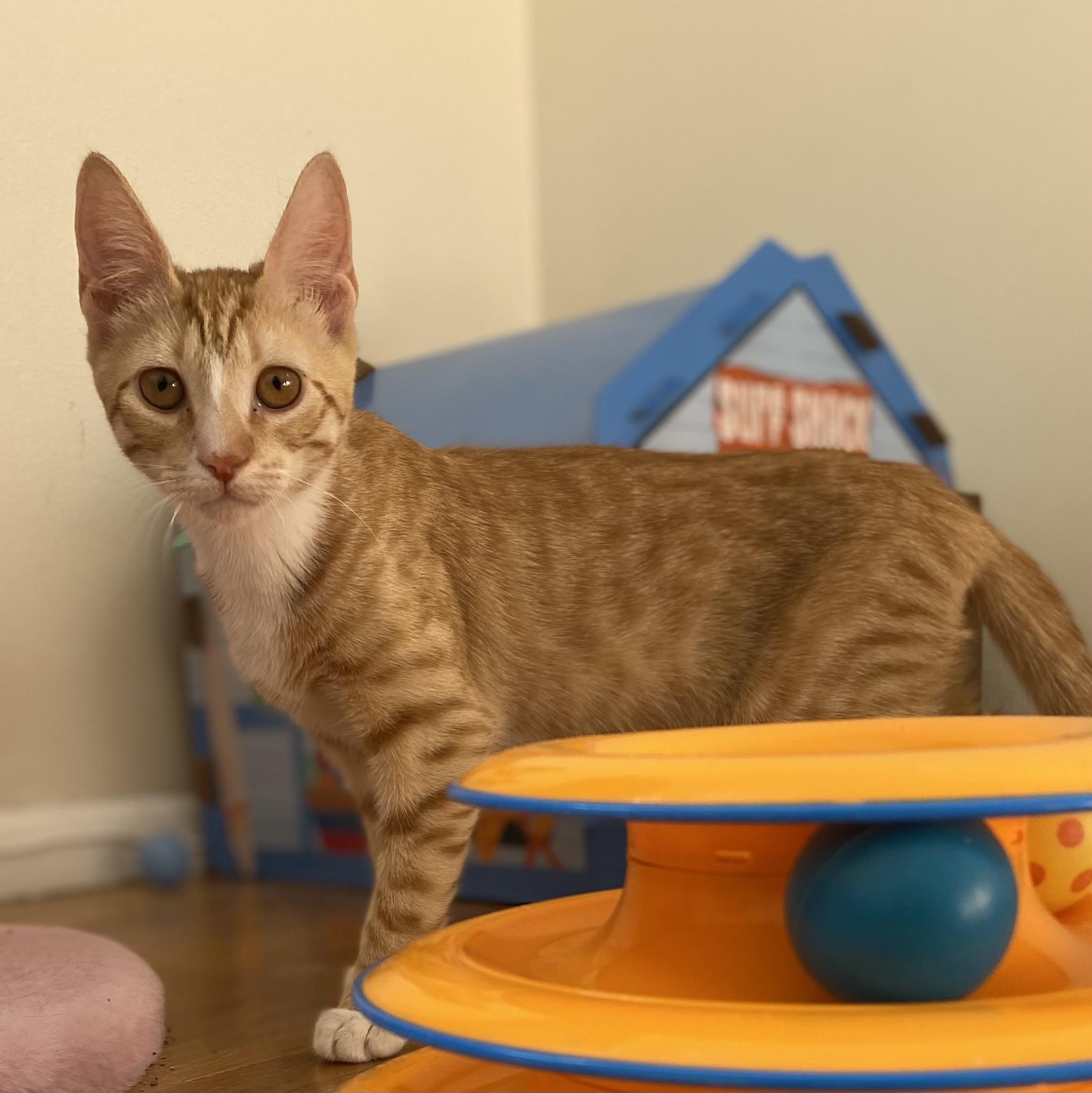 Spruce, ADOPTABLE, Kitten Male Domestic Short Hair.