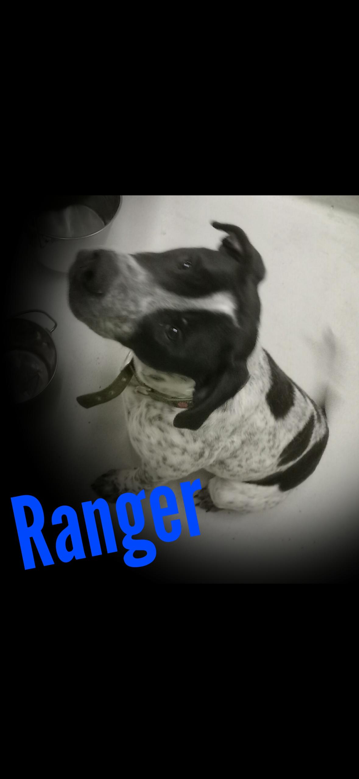 Enlarge Ranger, a ADOPTABLE mixed breed in Little Falls, MN image 1/1