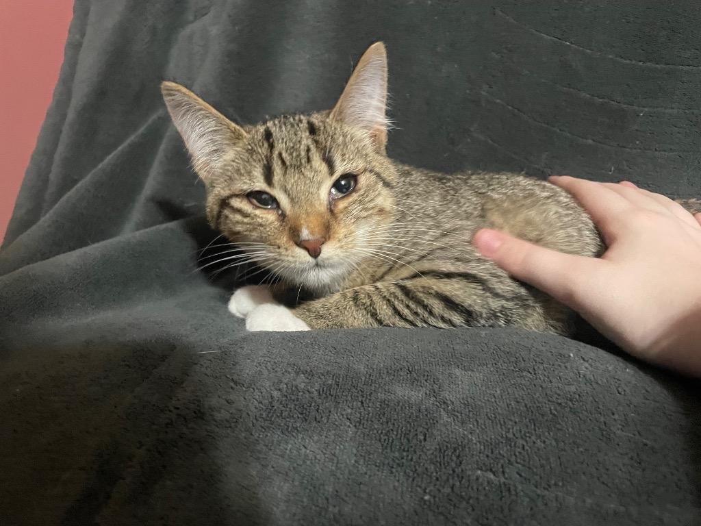 Enlarge Elana, a Adoptable mixed breed in Johnson City, TN image 1/6