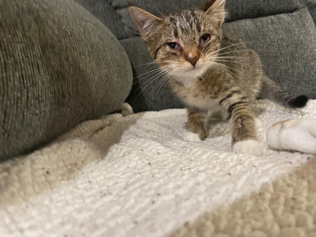 Enlarge Elana, a Adoptable mixed breed in Johnson City, TN image 3/6