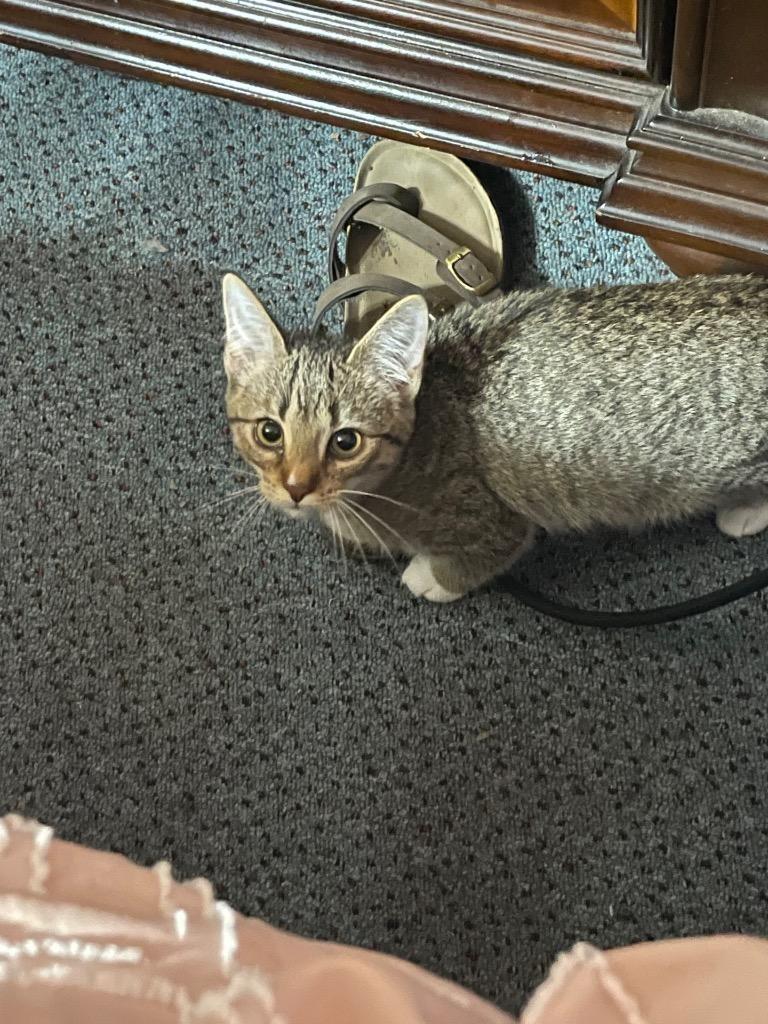 Enlarge Elana, a Adoptable mixed breed in Johnson City, TN image 4/6