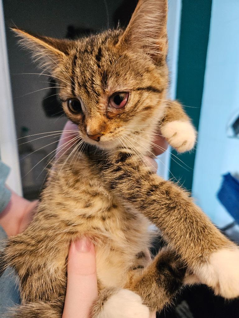 Enlarge Elana, a Adoptable mixed breed in Johnson City, TN image 5/6