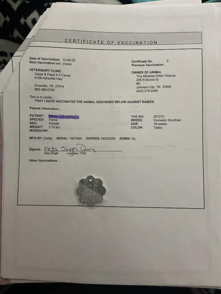 Enlarge Elana, a Adoptable mixed breed in Johnson City, TN image 6/6