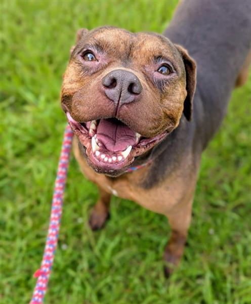 BEYONCE, Adoptable, Adult Female Mixed Breed.