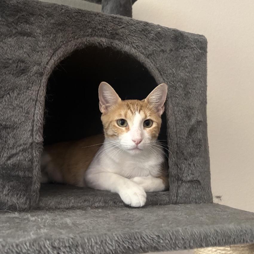 Peaches, Adoptable, Adult Female Domestic Short Hair.