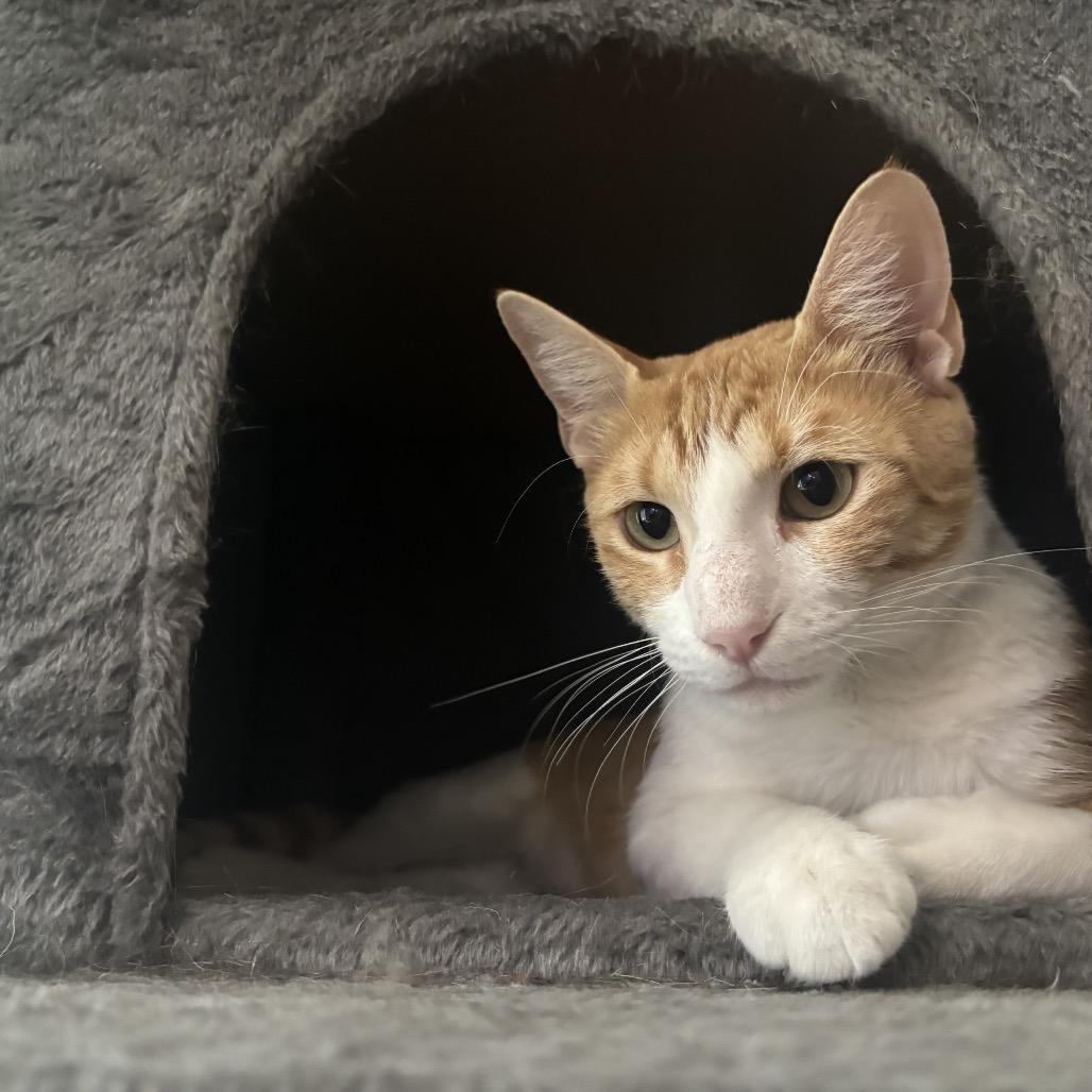 Enlarge Peaches, a Adoptable Domestic Short Hair in Crowley, TX image 2/2