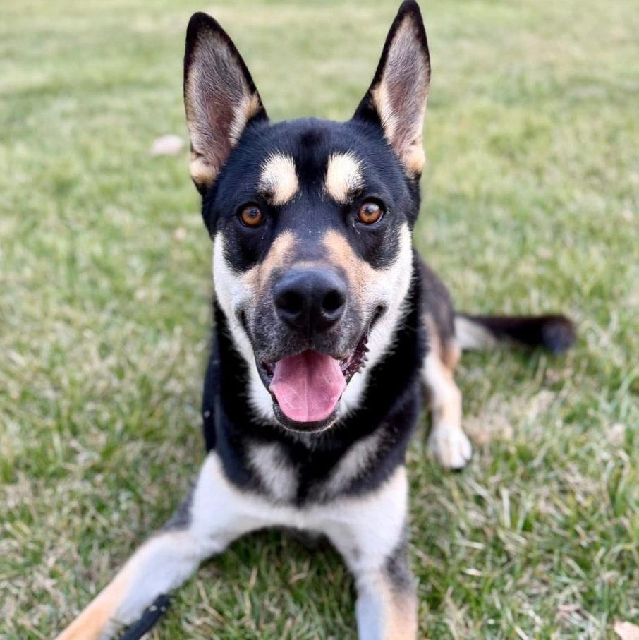 Enlarge Charlie (Charleston), an adopted mixed breed in Madison Heights, MI image 3/3