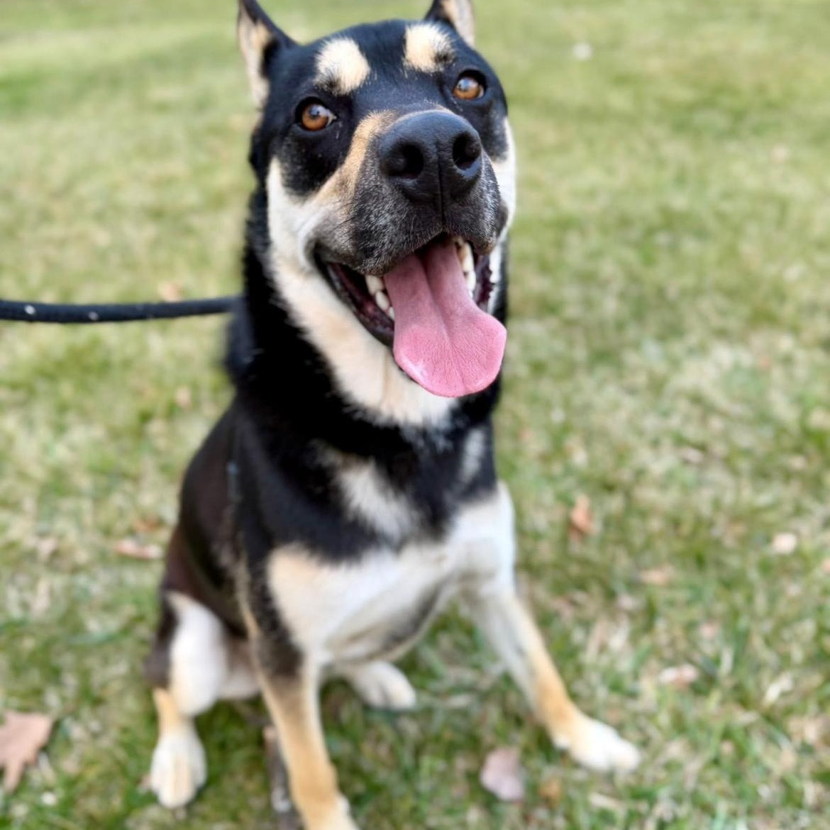 Enlarge Charlie (Charleston), an adopted mixed breed in Madison Heights, MI image 2/3