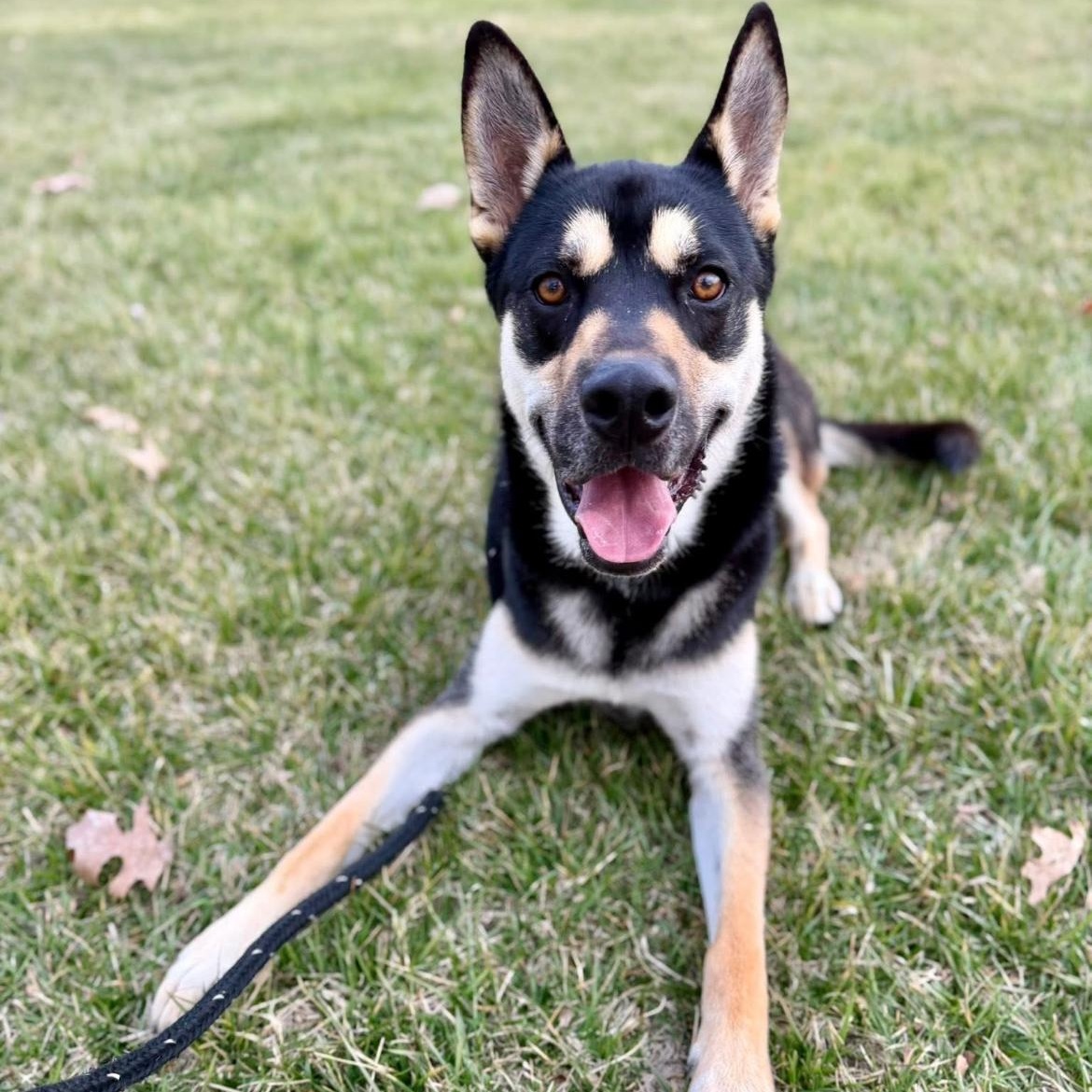 Charlie (Charleston), adopted, Young Male Shepherd.