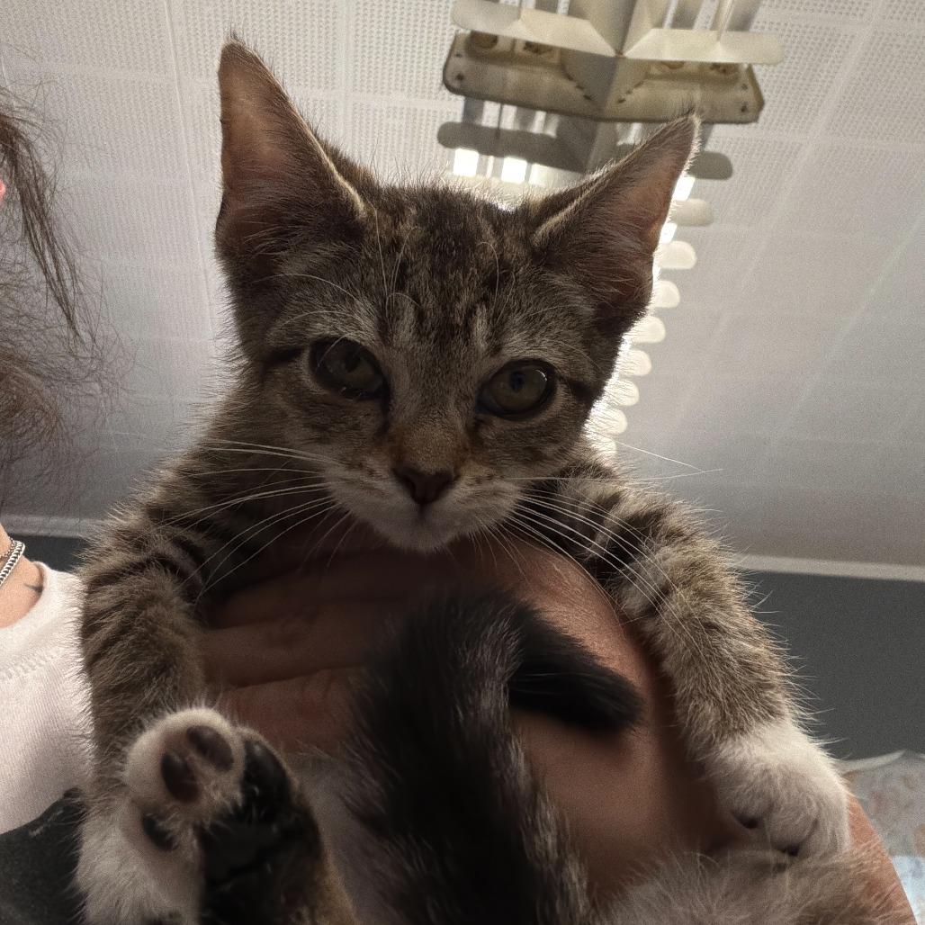 Frack, Adoptable, Kitten Female Domestic Short Hair.