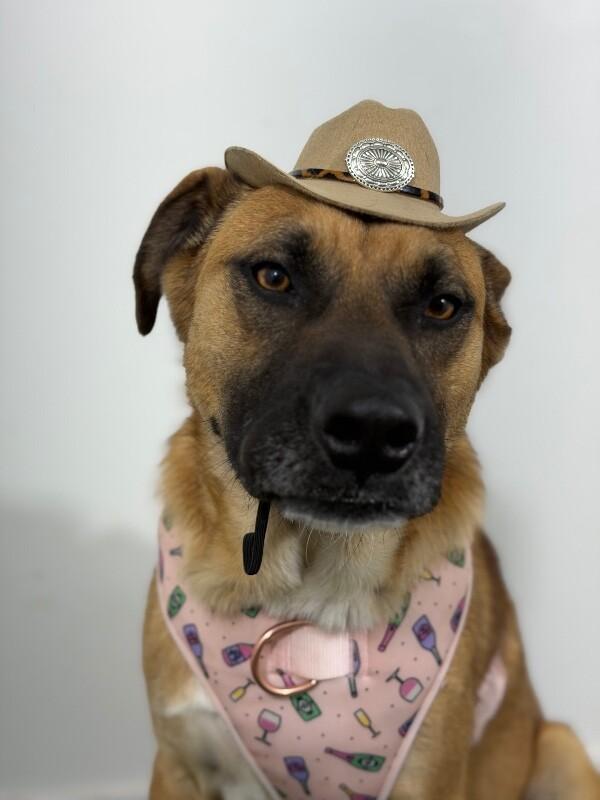 Enlarge Thomas-One of our Amazing Rescue Dogs, a Adoptable mixed breed in Reno, NV image 2/2
