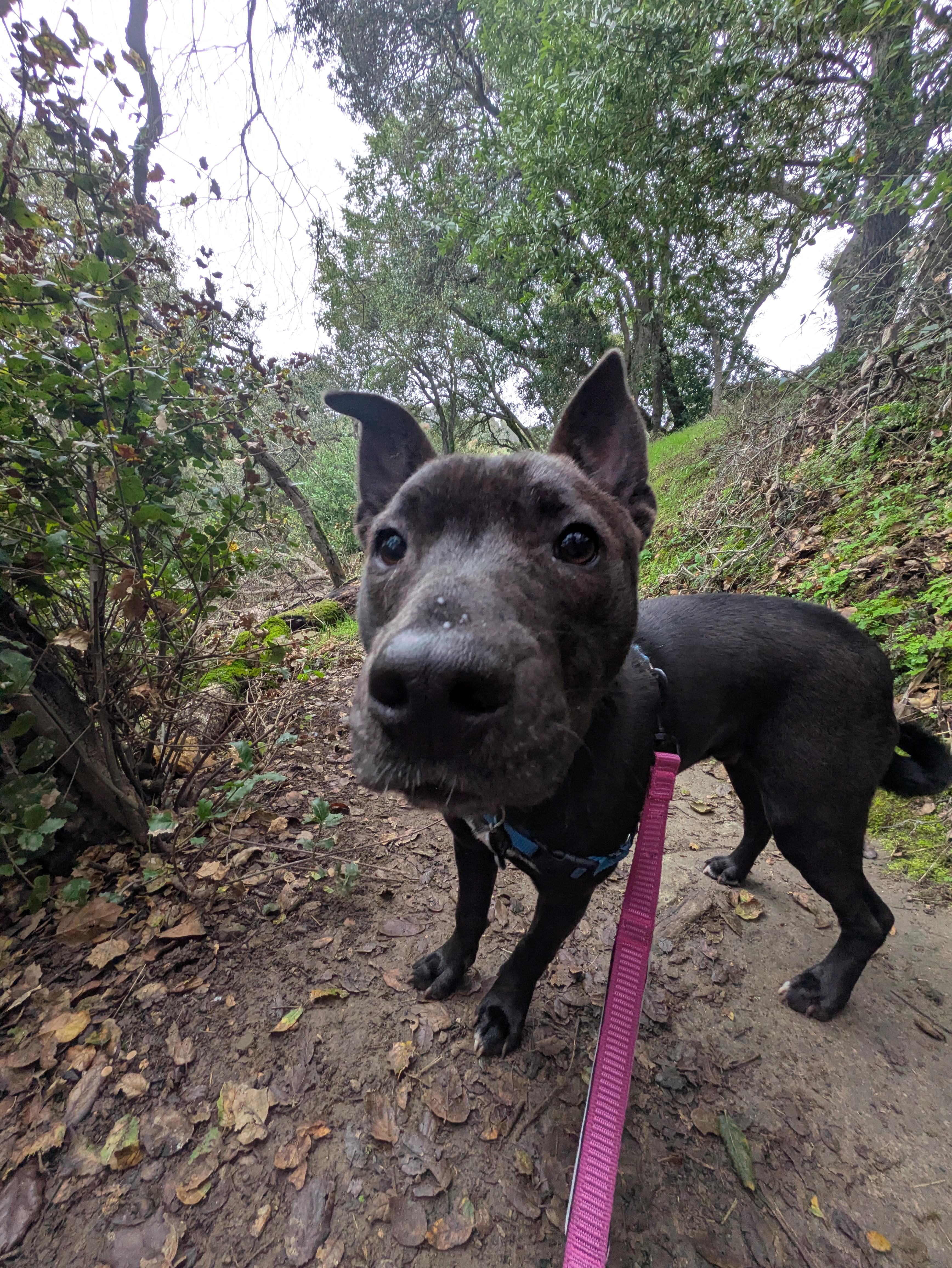 Enlarge Ted, a Adoptable mixed breed in Santa Rosa, CA image 5/6