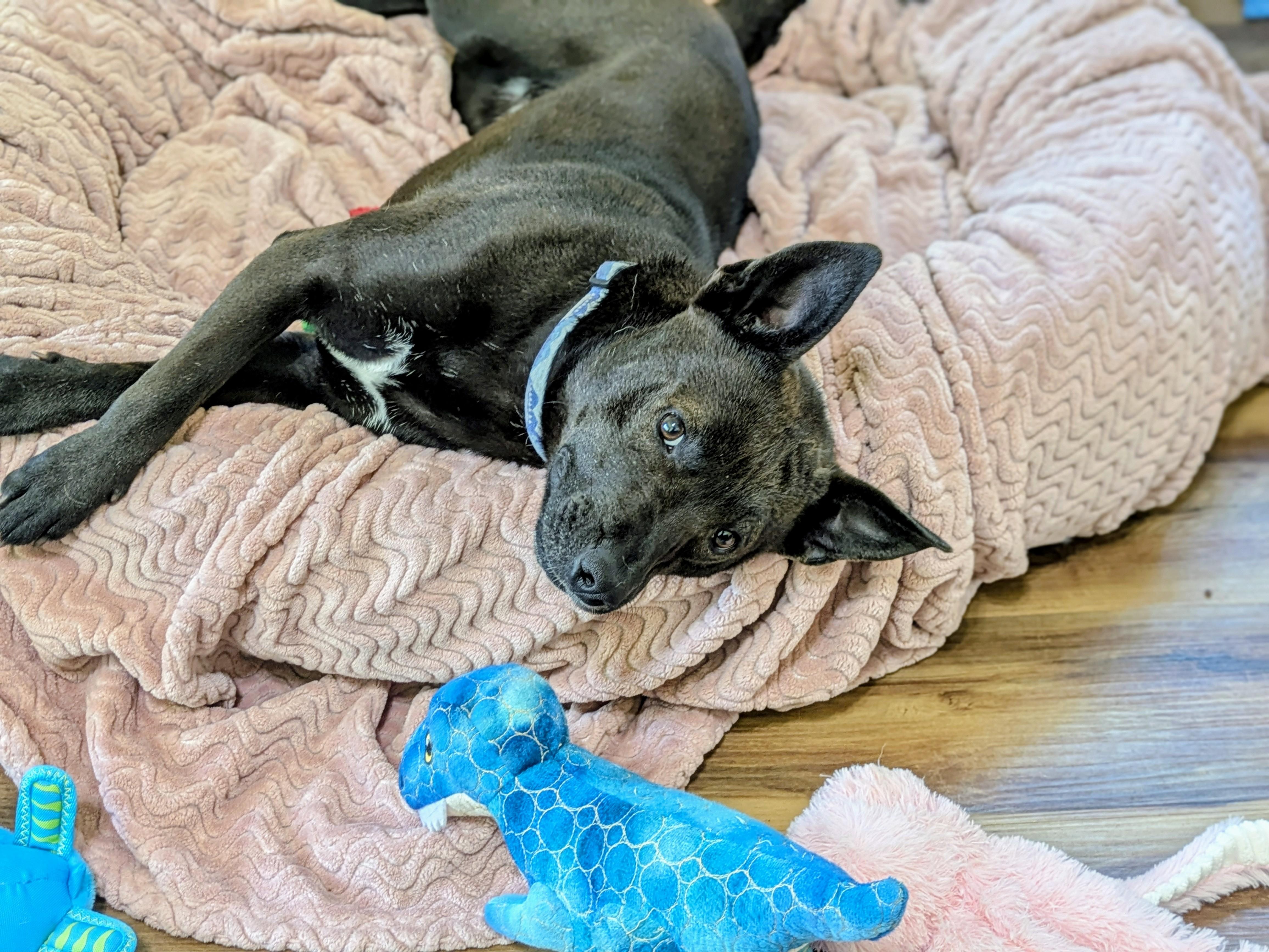 Ted, a Adoptable mixed breed in Santa Rosa, CA image 6/6