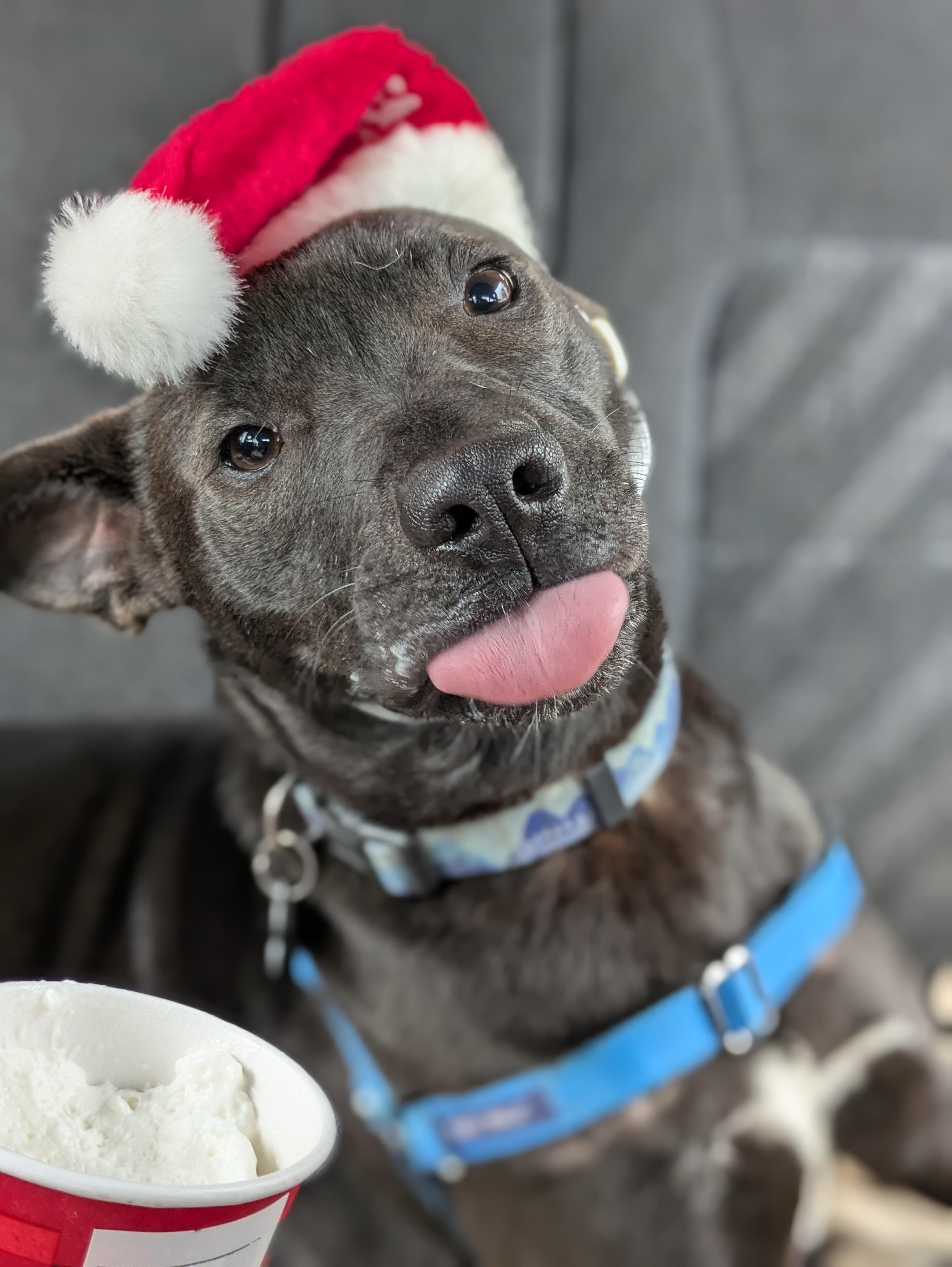 Enlarge Ted, a Adoptable mixed breed in Santa Rosa, CA image 2/6