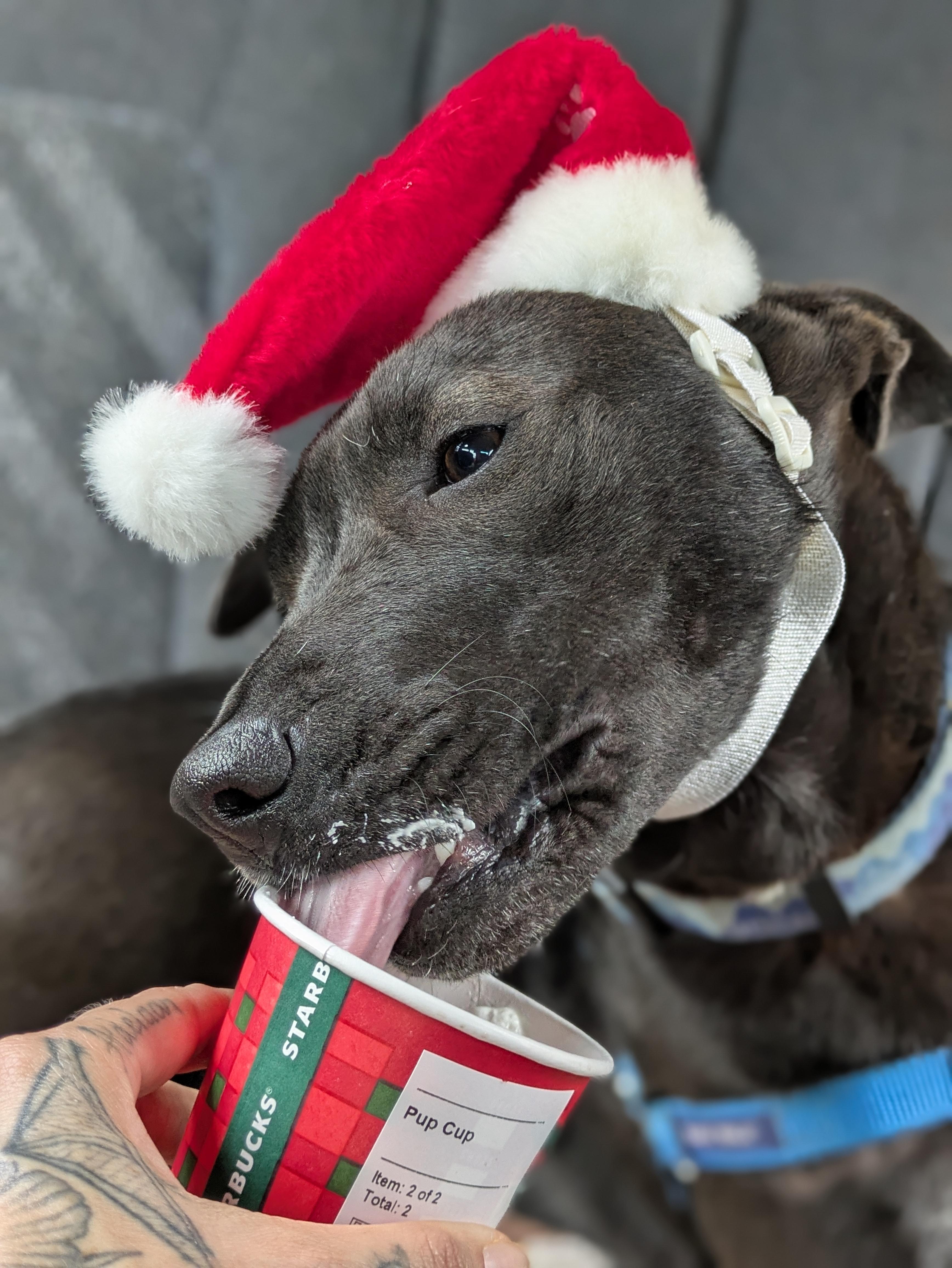 Enlarge Ted, a Adoptable mixed breed in Santa Rosa, CA image 6/6