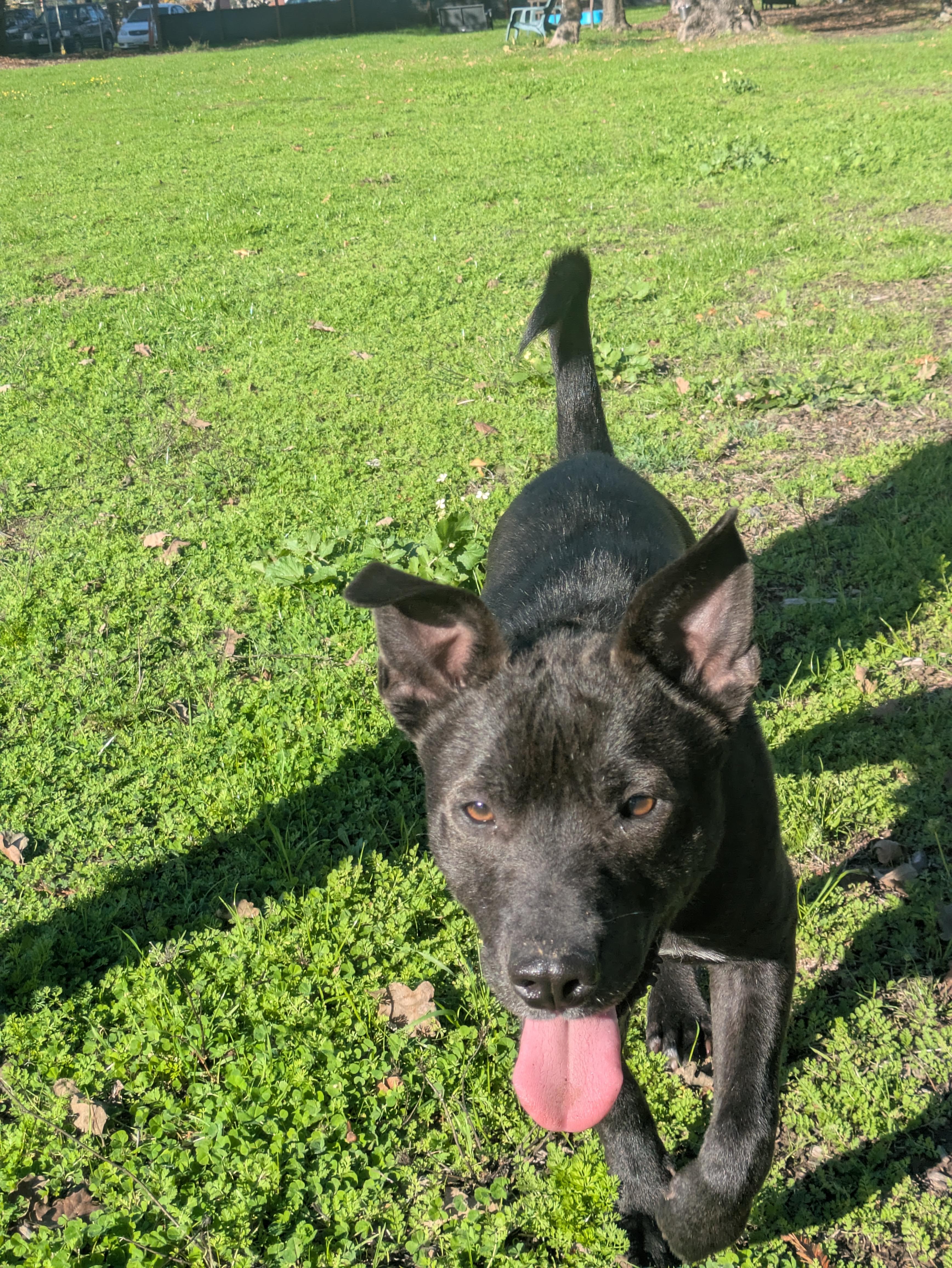 Ted, Adoptable, Puppy Male Labrador Retriever.