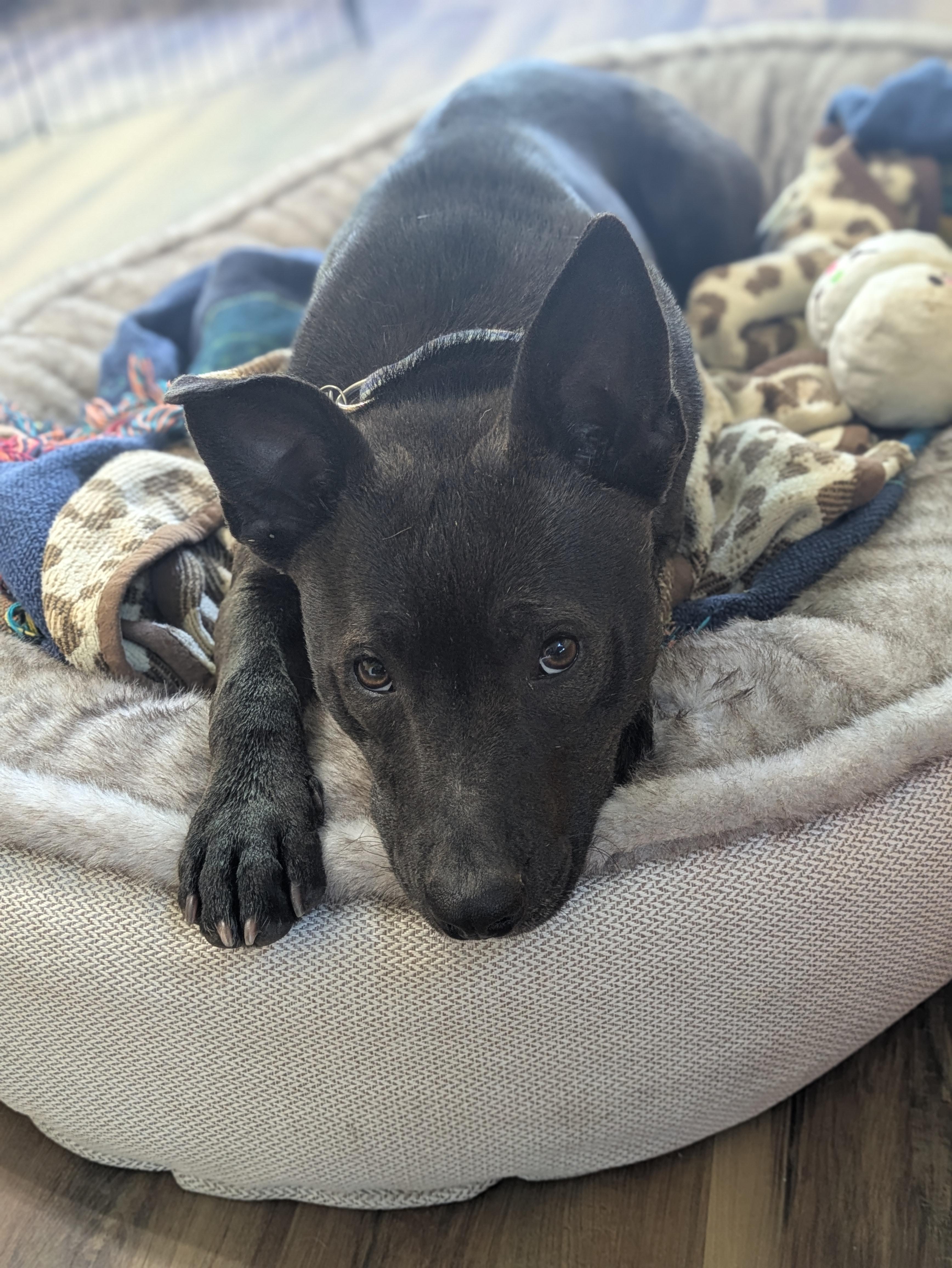 Ted, Adoptable, Puppy Male Labrador Retriever.