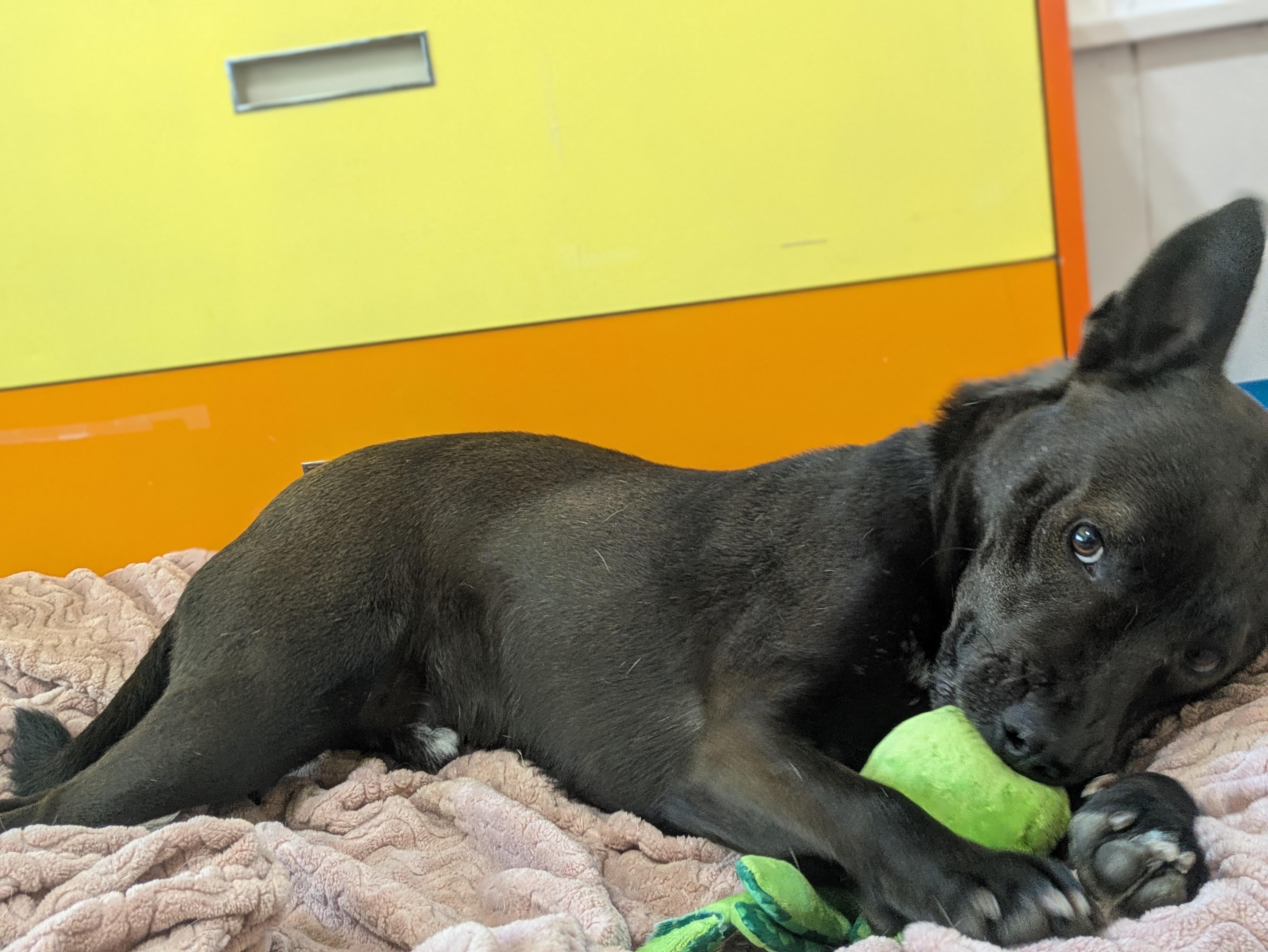 Ted, a Adoptable mixed breed in Santa Rosa, CA image 5/6