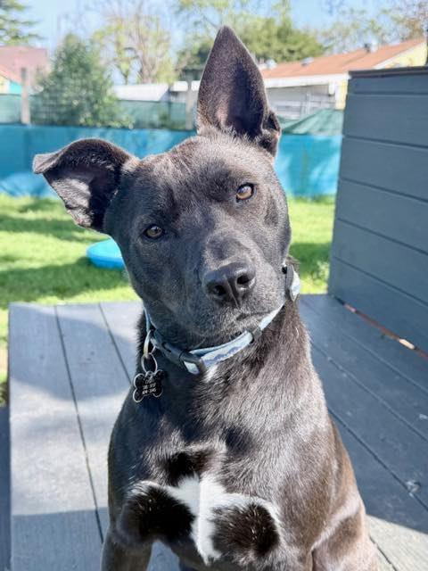 Ted, Adoptable, Puppy Male Labrador Retriever.