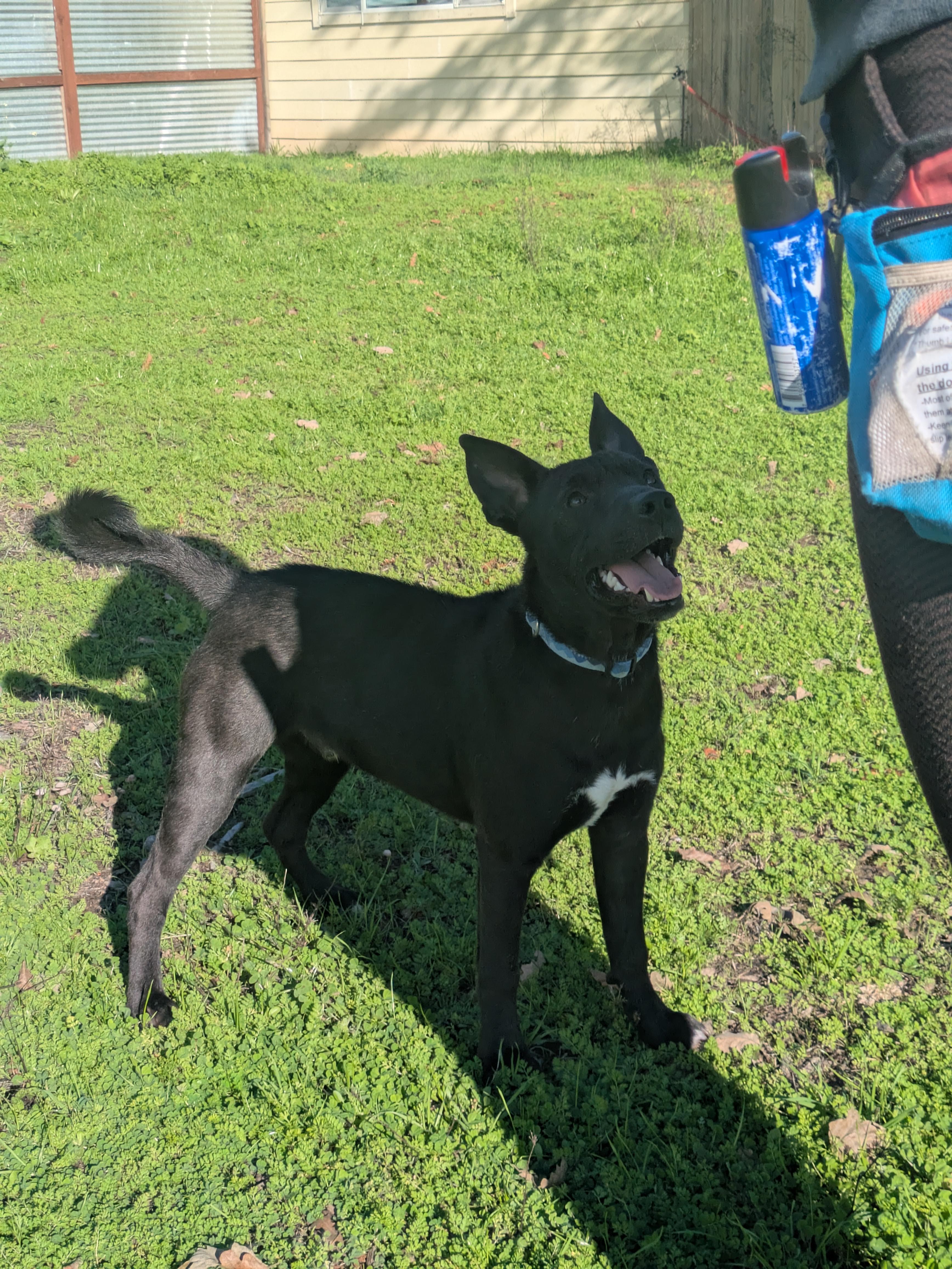 Enlarge Ted, a Adoptable mixed breed in Santa Rosa, CA image 2/4