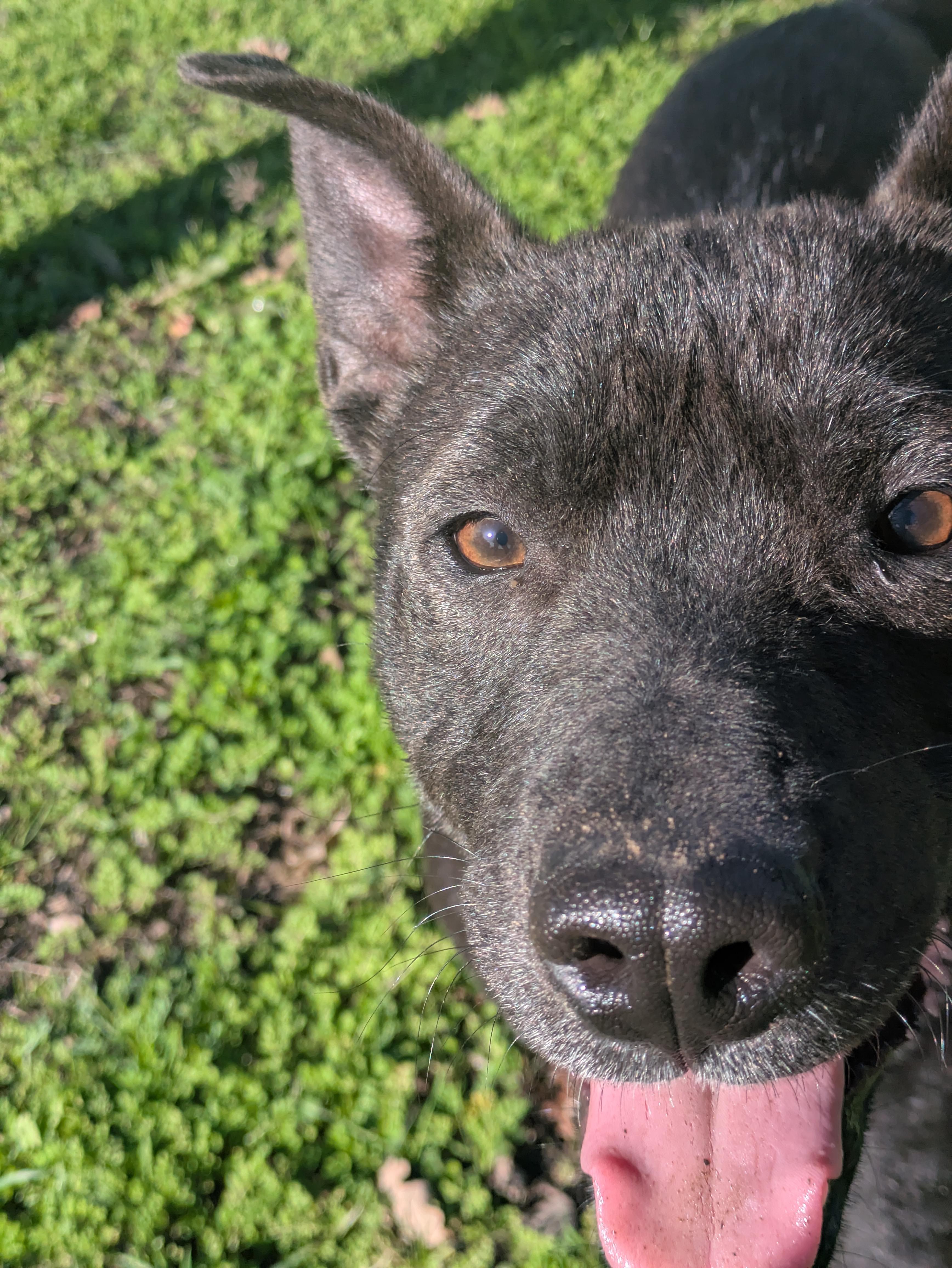 Enlarge Ted, a Adoptable mixed breed in Santa Rosa, CA image 3/4
