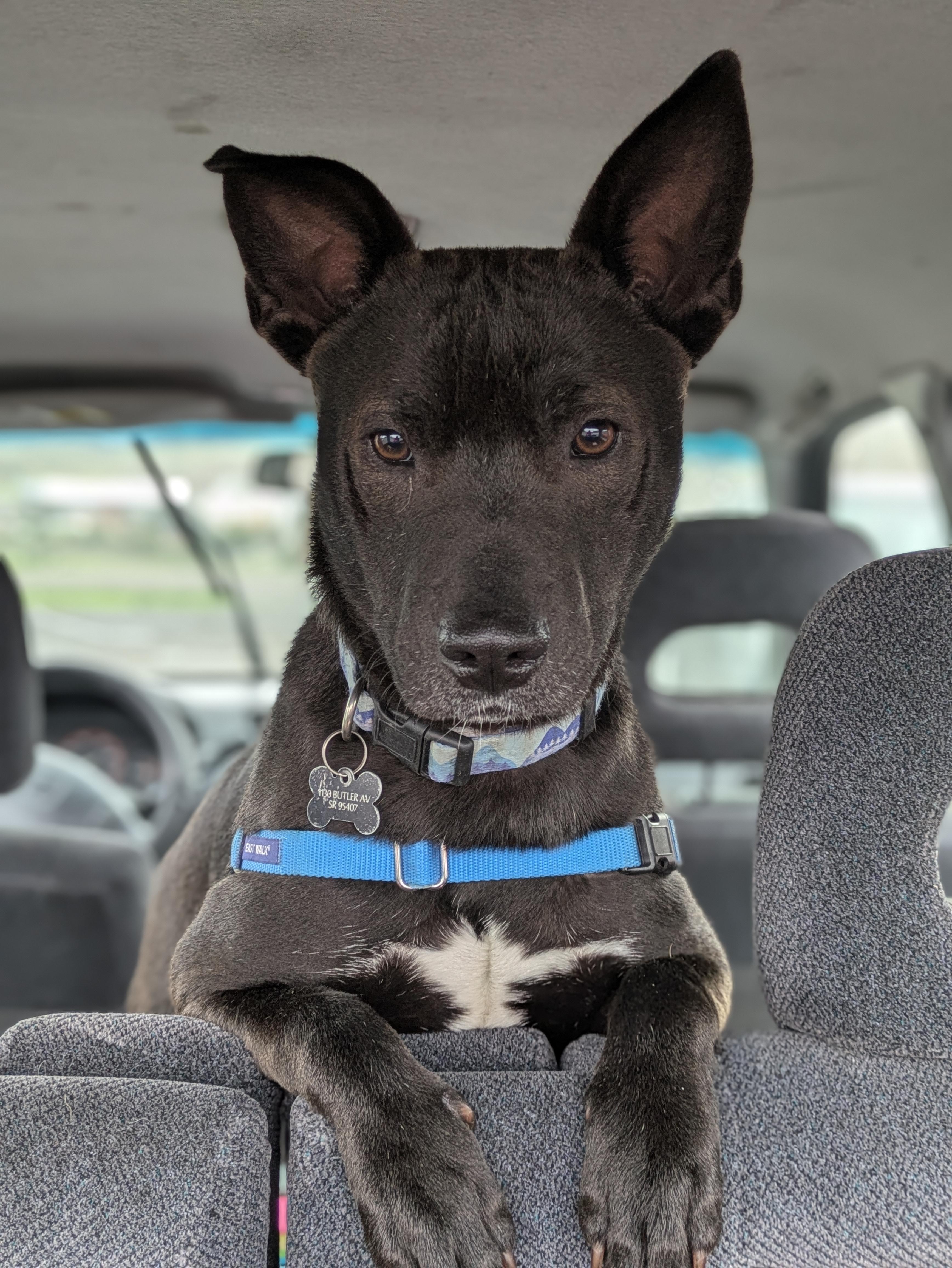 Enlarge Ted, a Adoptable mixed breed in Santa Rosa, CA image 3/6