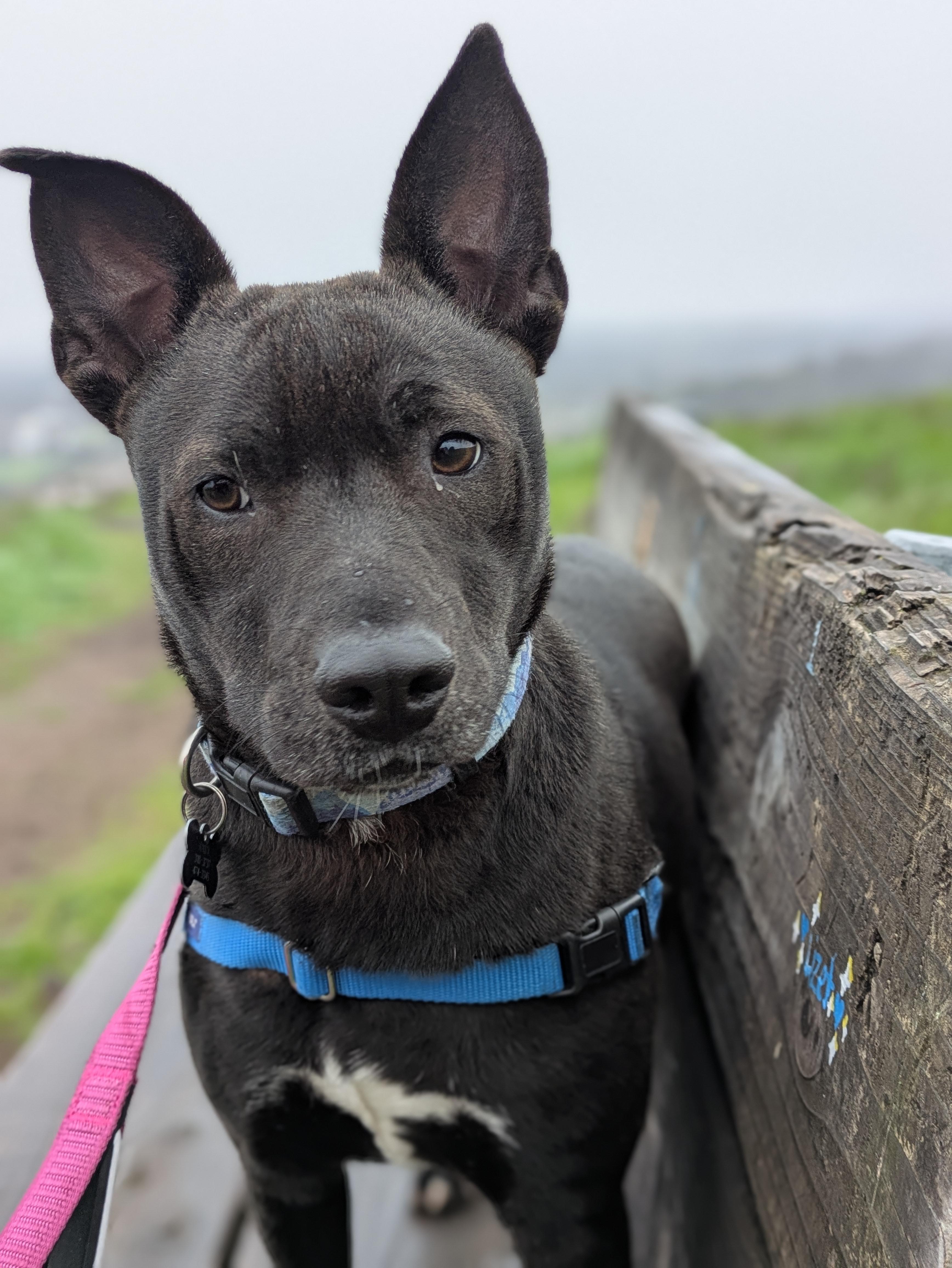 Ted, Adoptable, Puppy Male Labrador Retriever.
