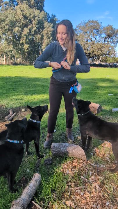 Enlarge Ted, a Adoptable mixed breed in Santa Rosa, CA video 4/4