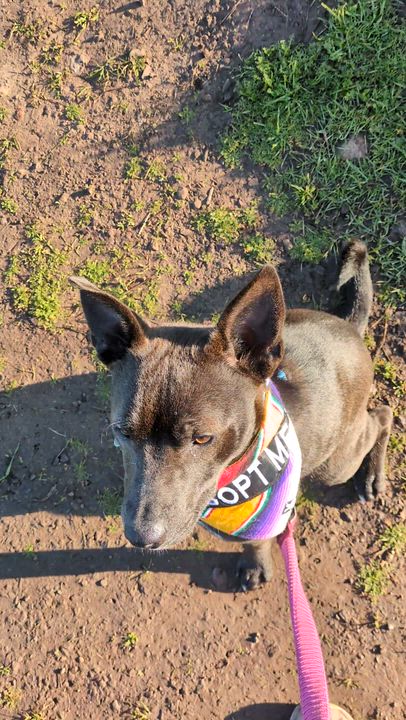 Enlarge Ted, a Adoptable mixed breed in Santa Rosa, CA video 6/6