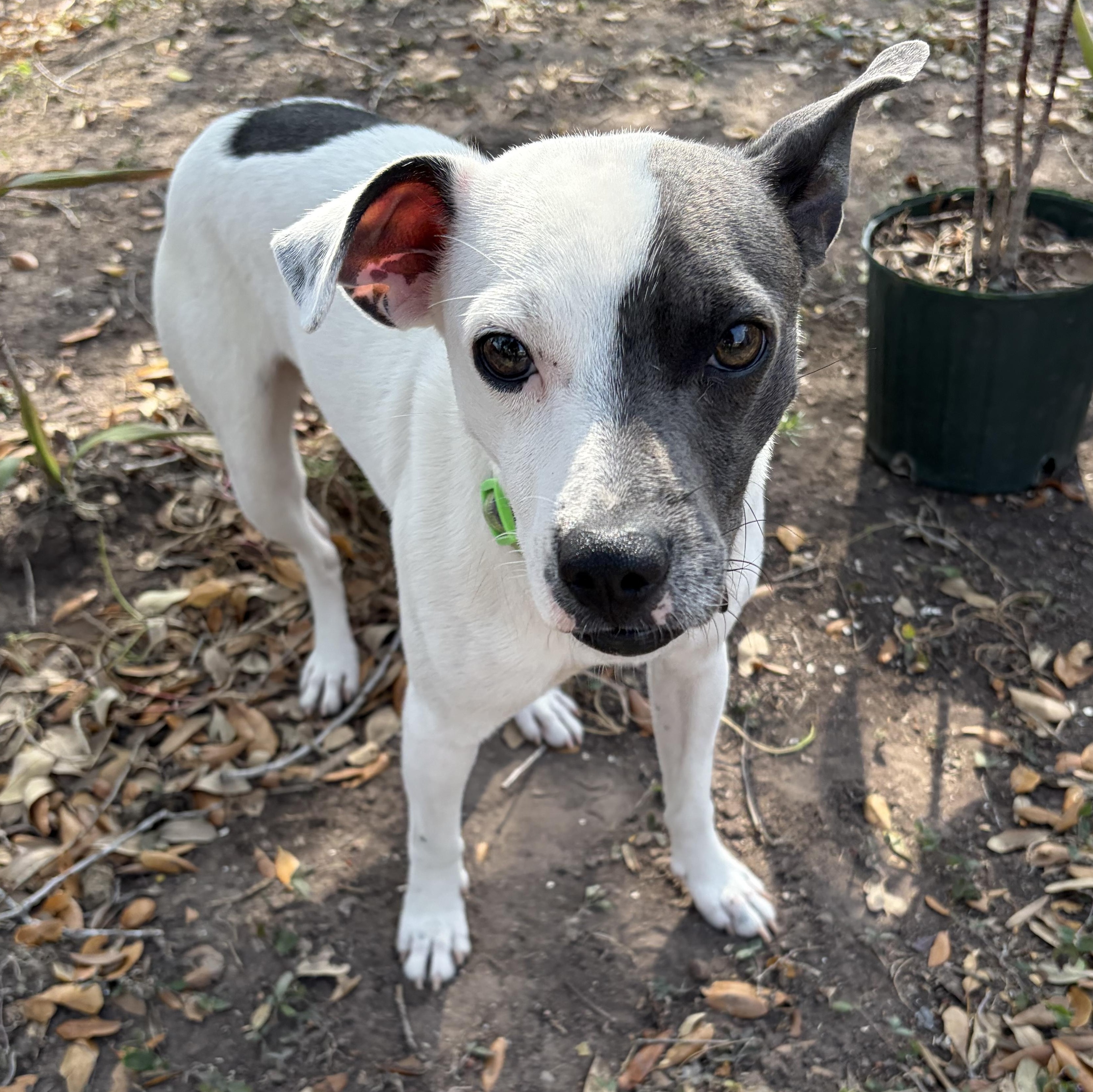 Coco, a Adoptable mixed breed in Philadelphia, PA image 1/4
