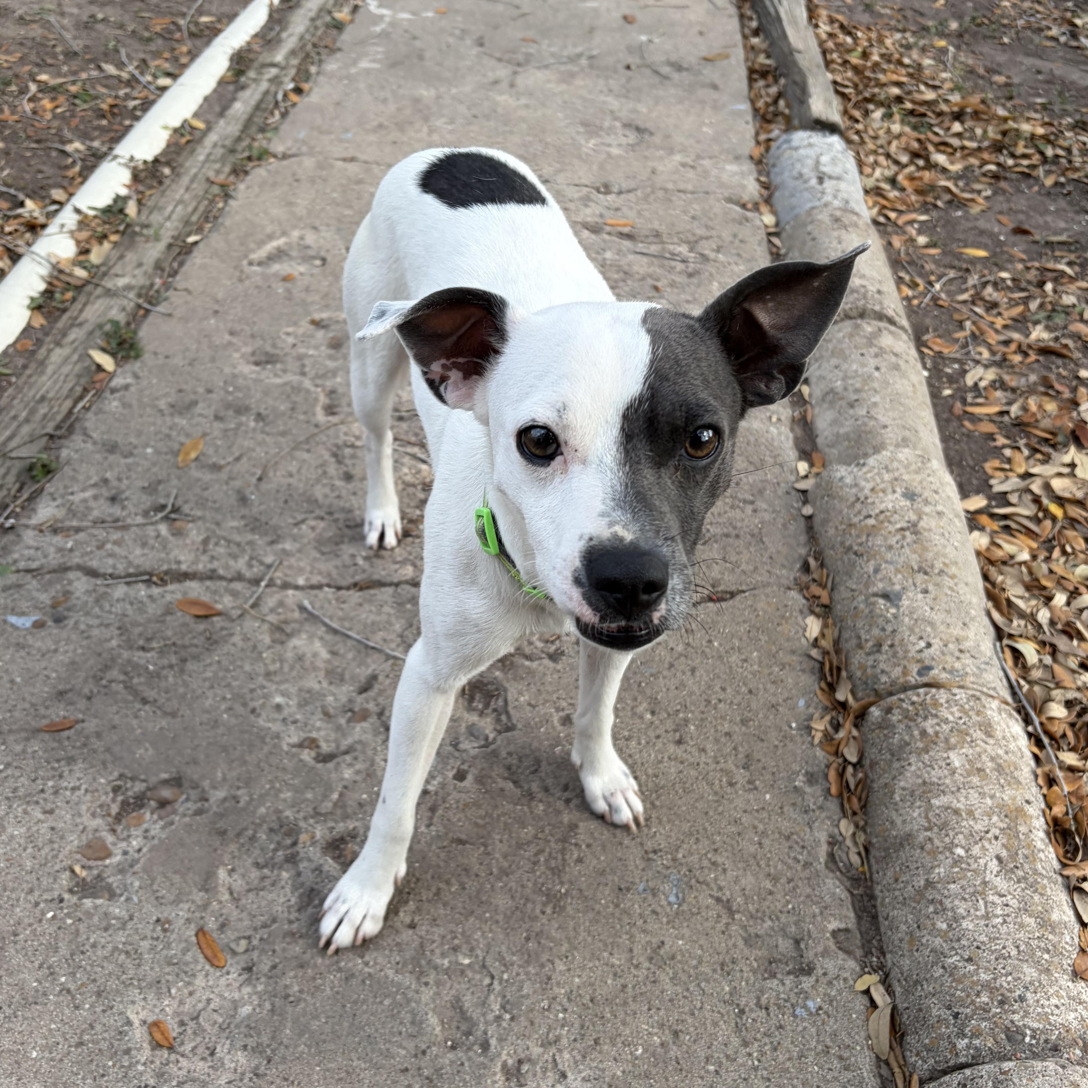 Coco, a Adoptable mixed breed in Philadelphia, PA image 3/4
